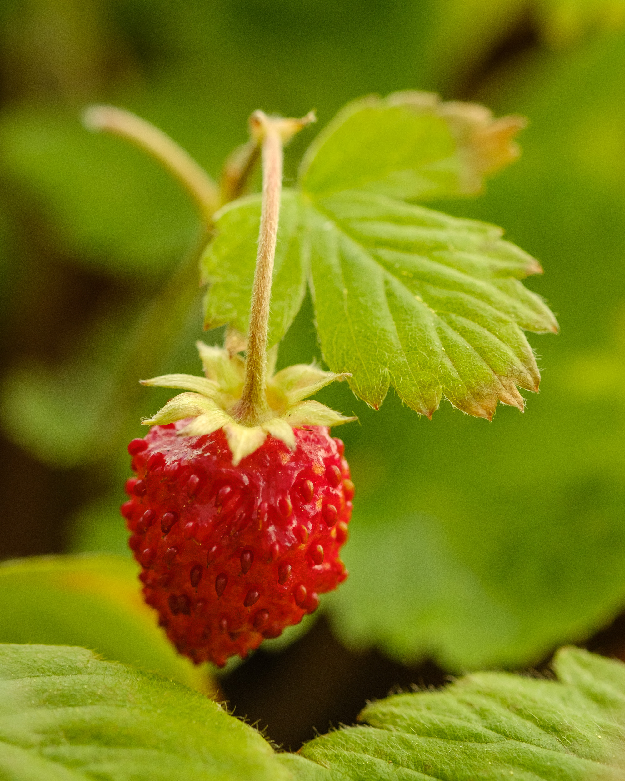 Laden Sie das Erdbeere, Pflanze, Makro, Beere, Wilde Erdbeeren-Bild kostenlos auf Ihren PC-Desktop herunter