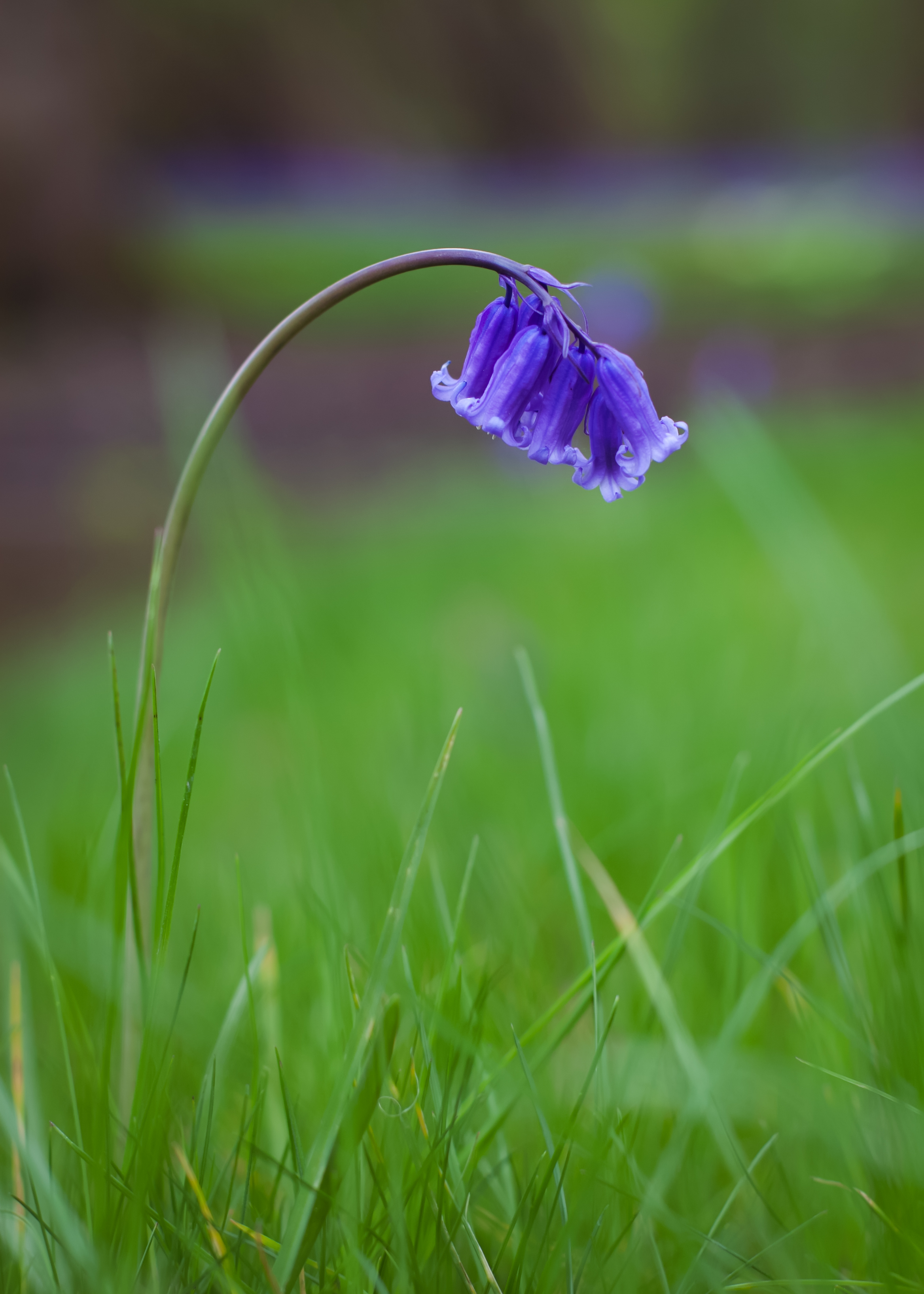 134865 Screensavers and Wallpapers Bluebells for phone. Download flowers, grass, bluebells, macro, blur, smooth, field pictures for free