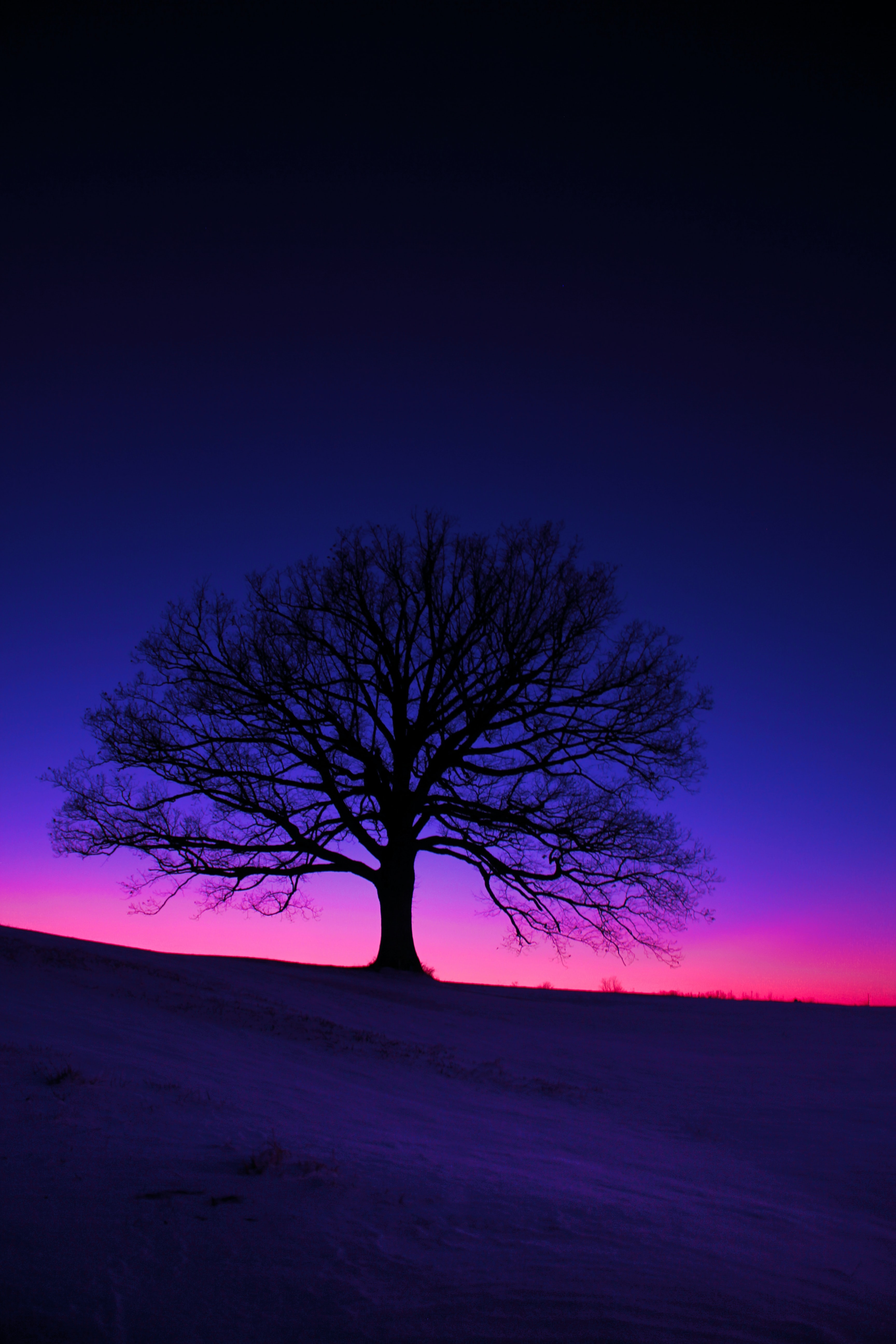 tree, dark, twilight, silhouette, wood, field, dusk 4K