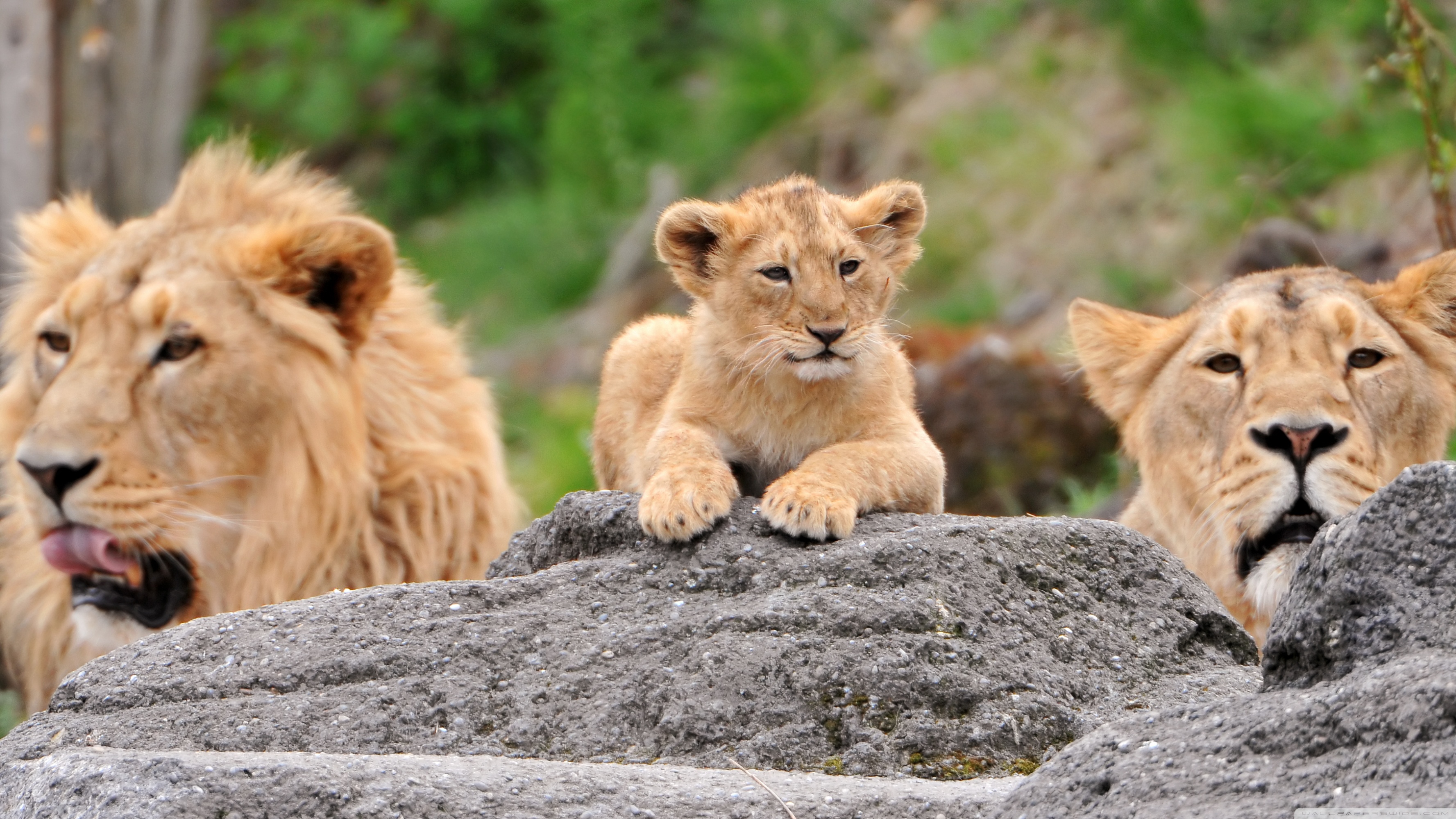 Lioness lion, cub, animal, cats 8k Backgrounds