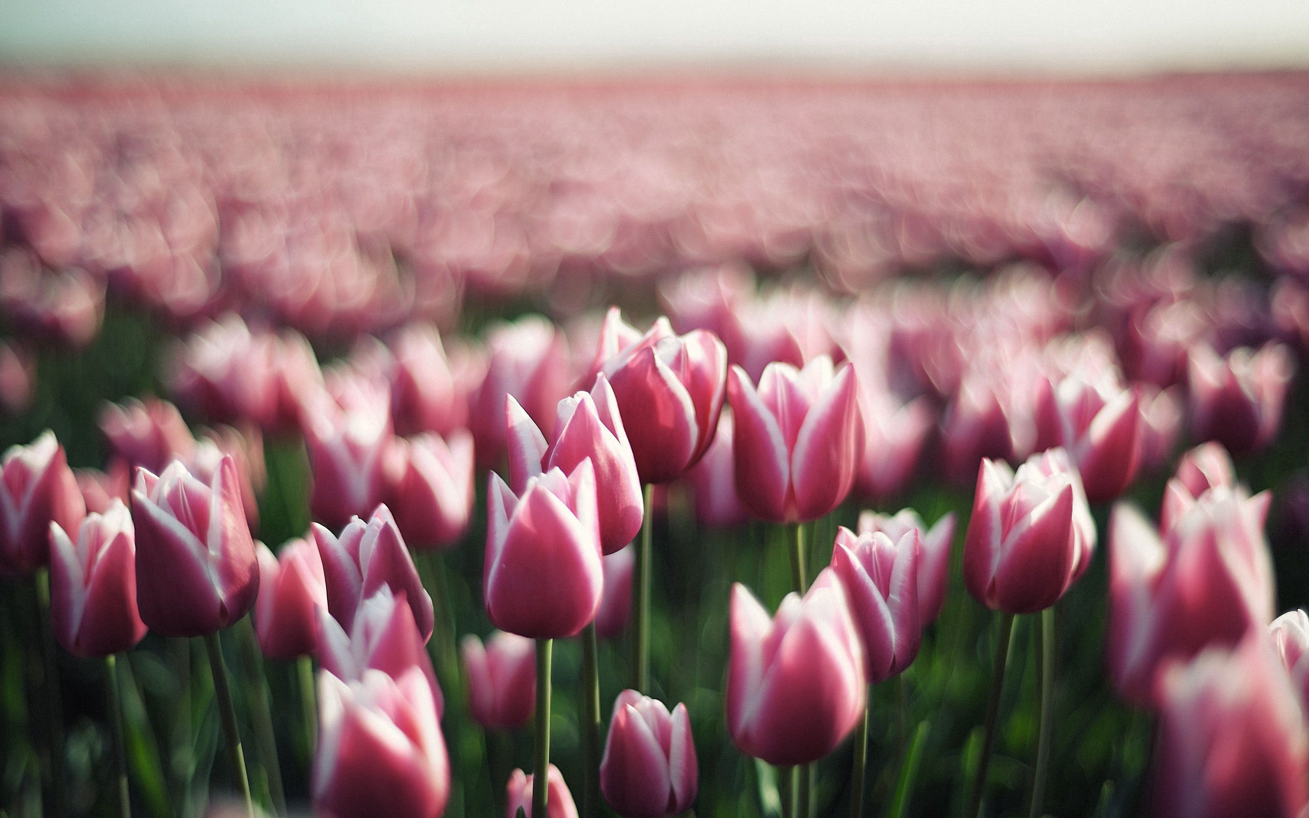 Laden Sie das Blumen, Tulpen, Grüne, Grünen, Plantage, Plantation-Bild kostenlos auf Ihren PC-Desktop herunter