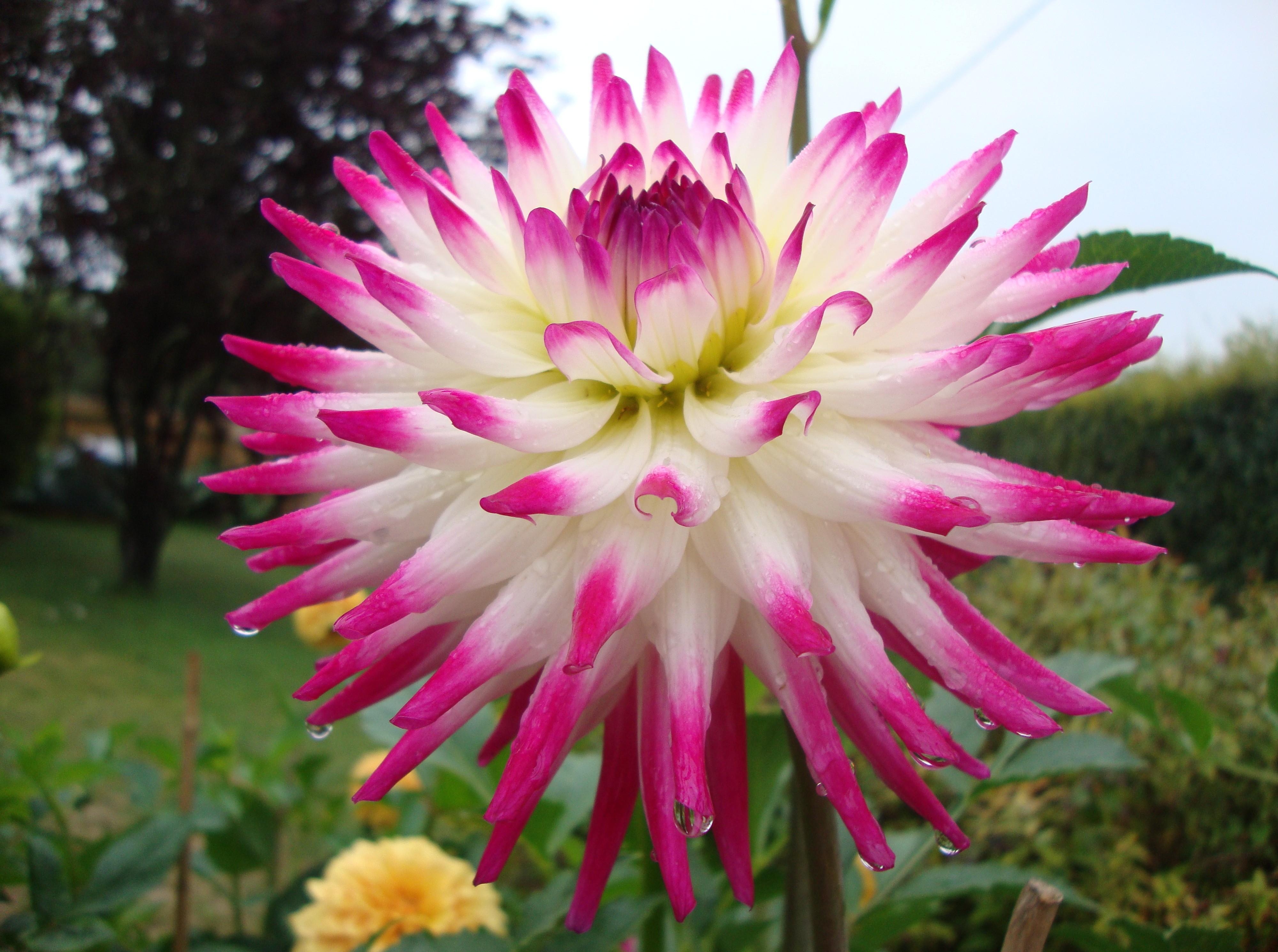 1080p pic dahlia, bright, flower bed, drops