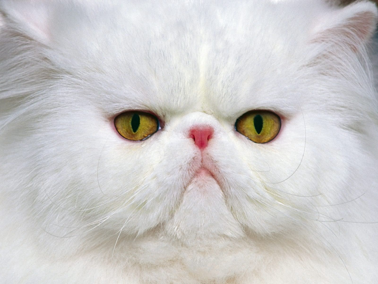 お使いの携帯電話の148525スクリーンセーバーと壁紙猫。 銃口, ネコ, 白い, 動物の写真を無料でダウンロード
