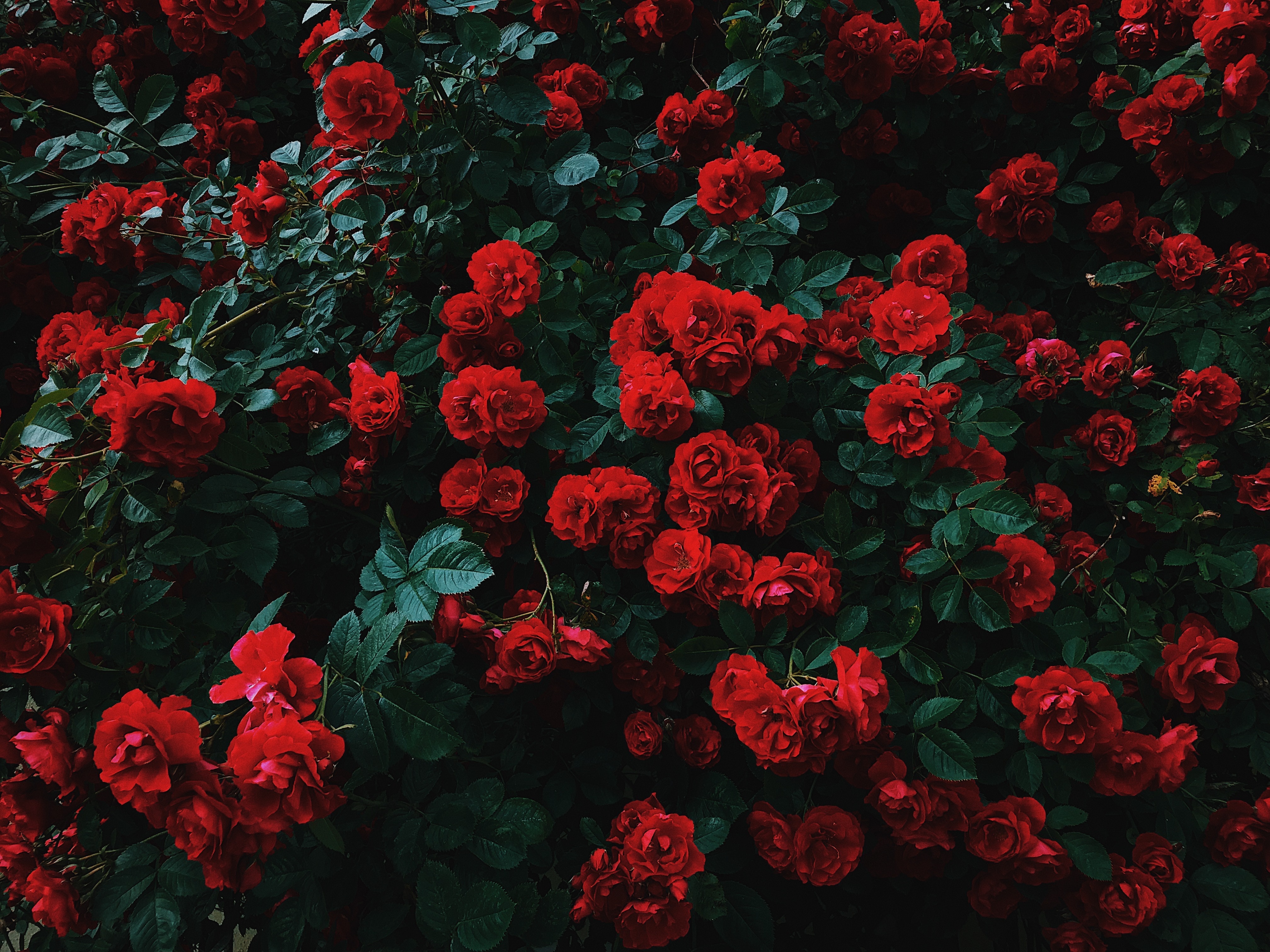 69372 Hintergrundbild herunterladen blühen, blumen, roses, bush, rot, blühenden, busch, garten, kontrast - Bildschirmschoner und Bilder kostenlos