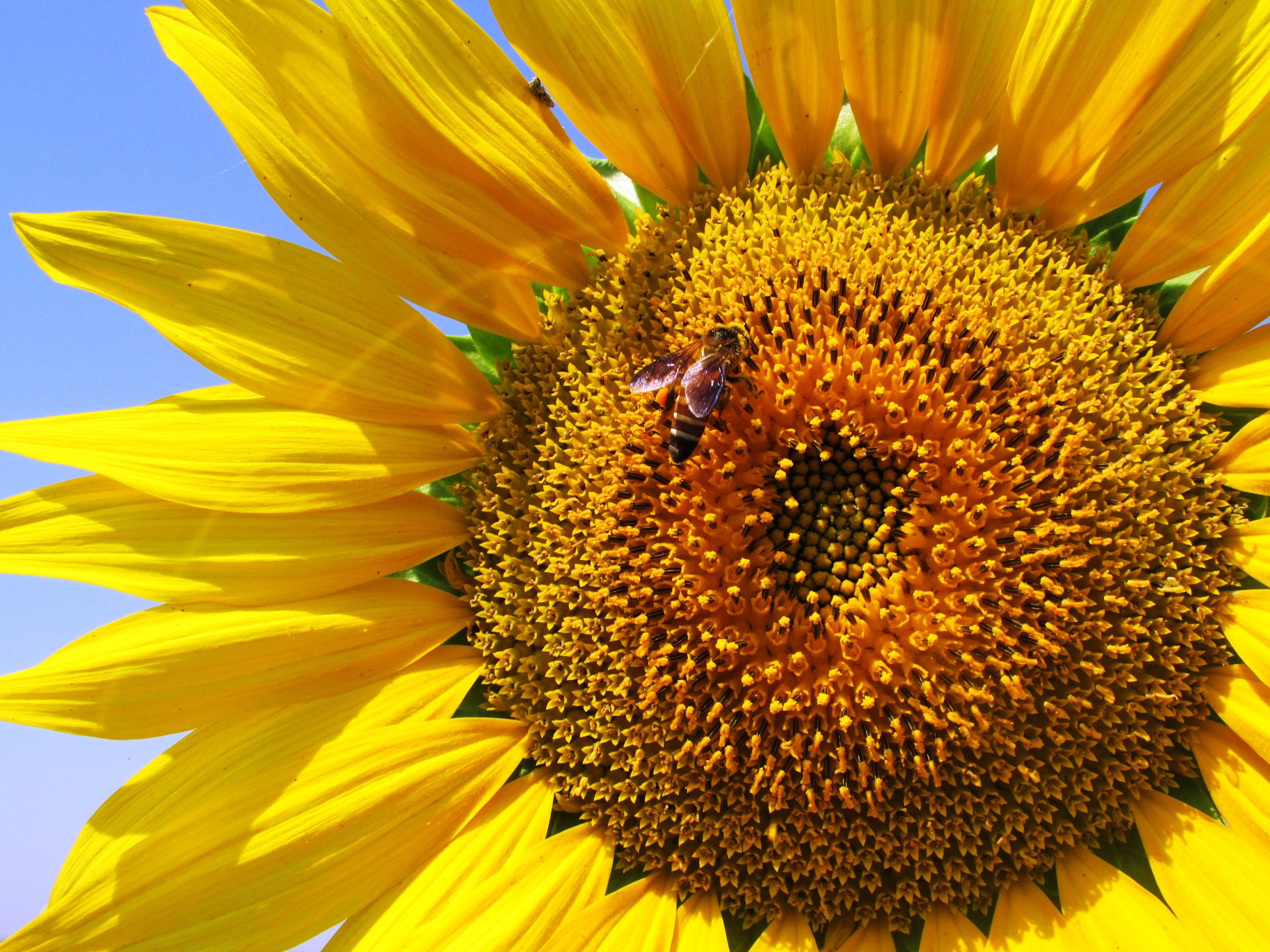 Cool Backgrounds flowers, pollination, bee, petals Sunflower