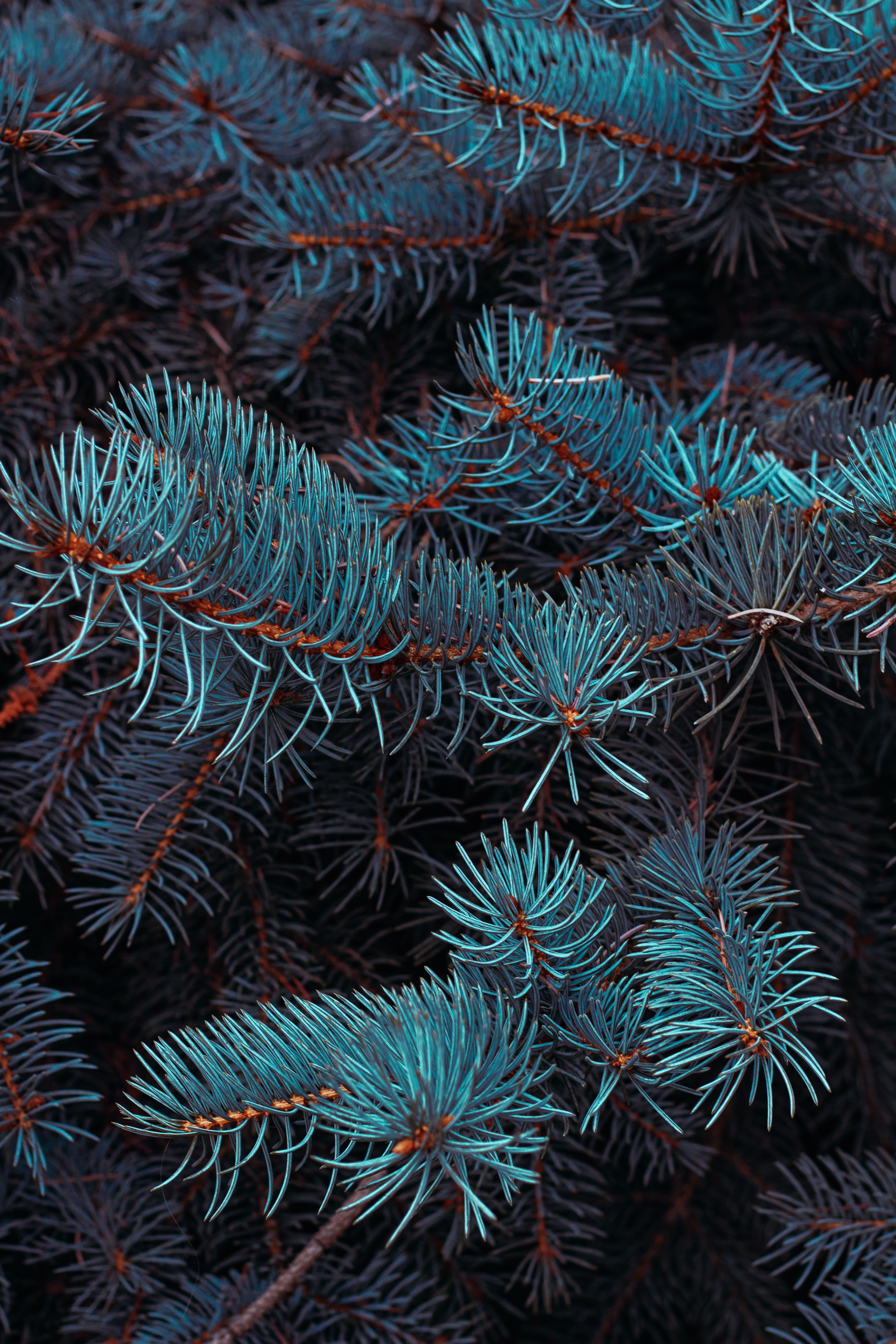 Cool Backgrounds fir, macro, branches, needles Spruce