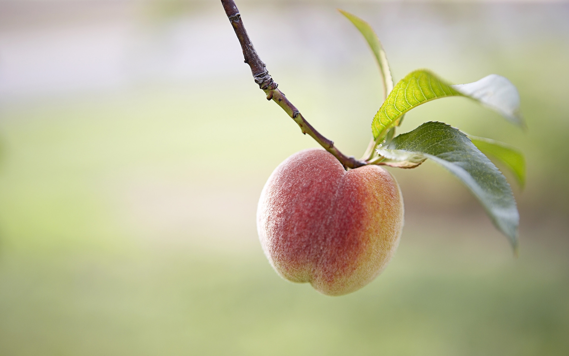 Laden Sie das Pflanzen, Obst, Pfirsiche-Bild kostenlos auf Ihren PC-Desktop herunter