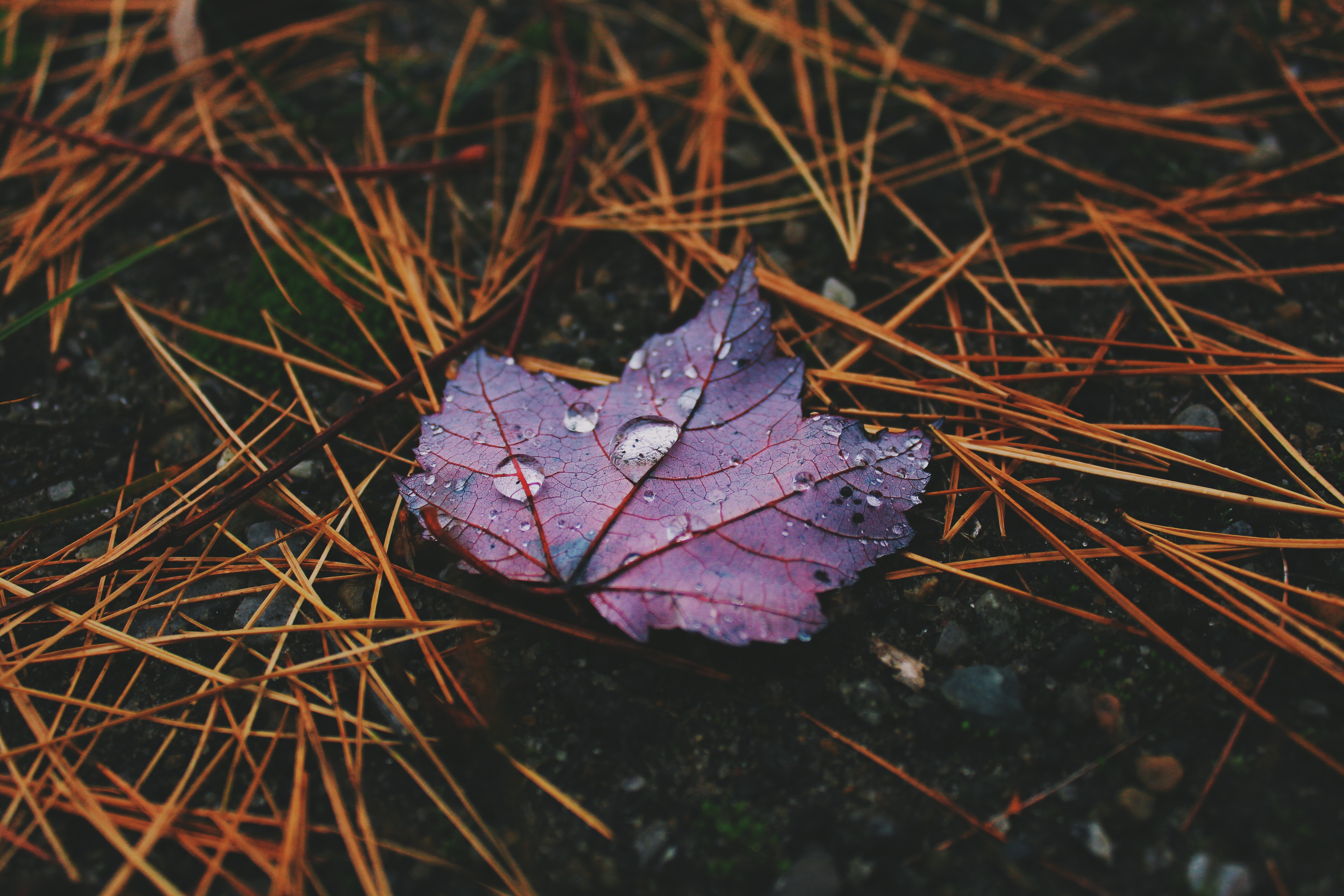 leaf, autumn, drops, macro Lock Screen Images