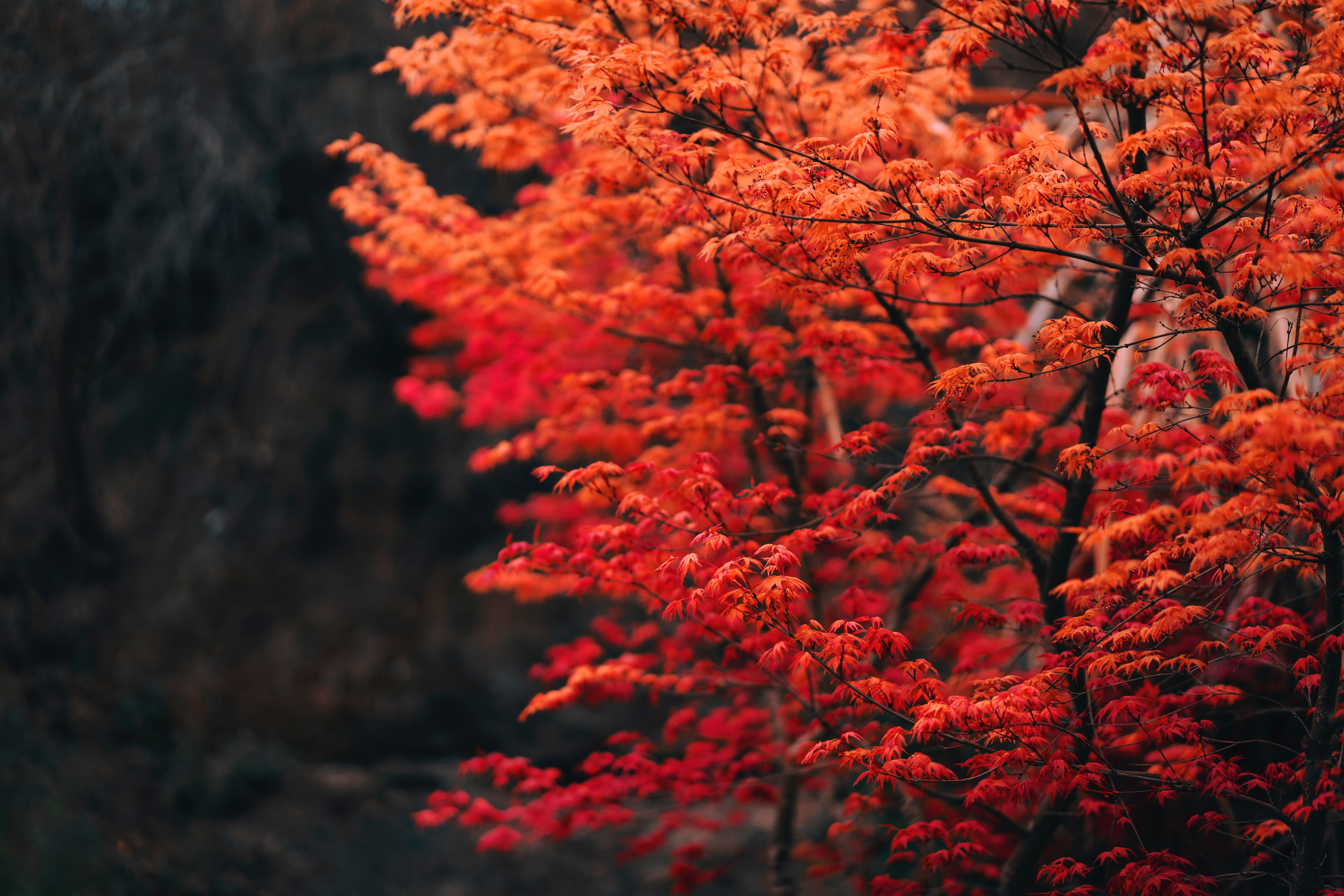 leaves, nature, red, wood, tree, blur, smooth, branches