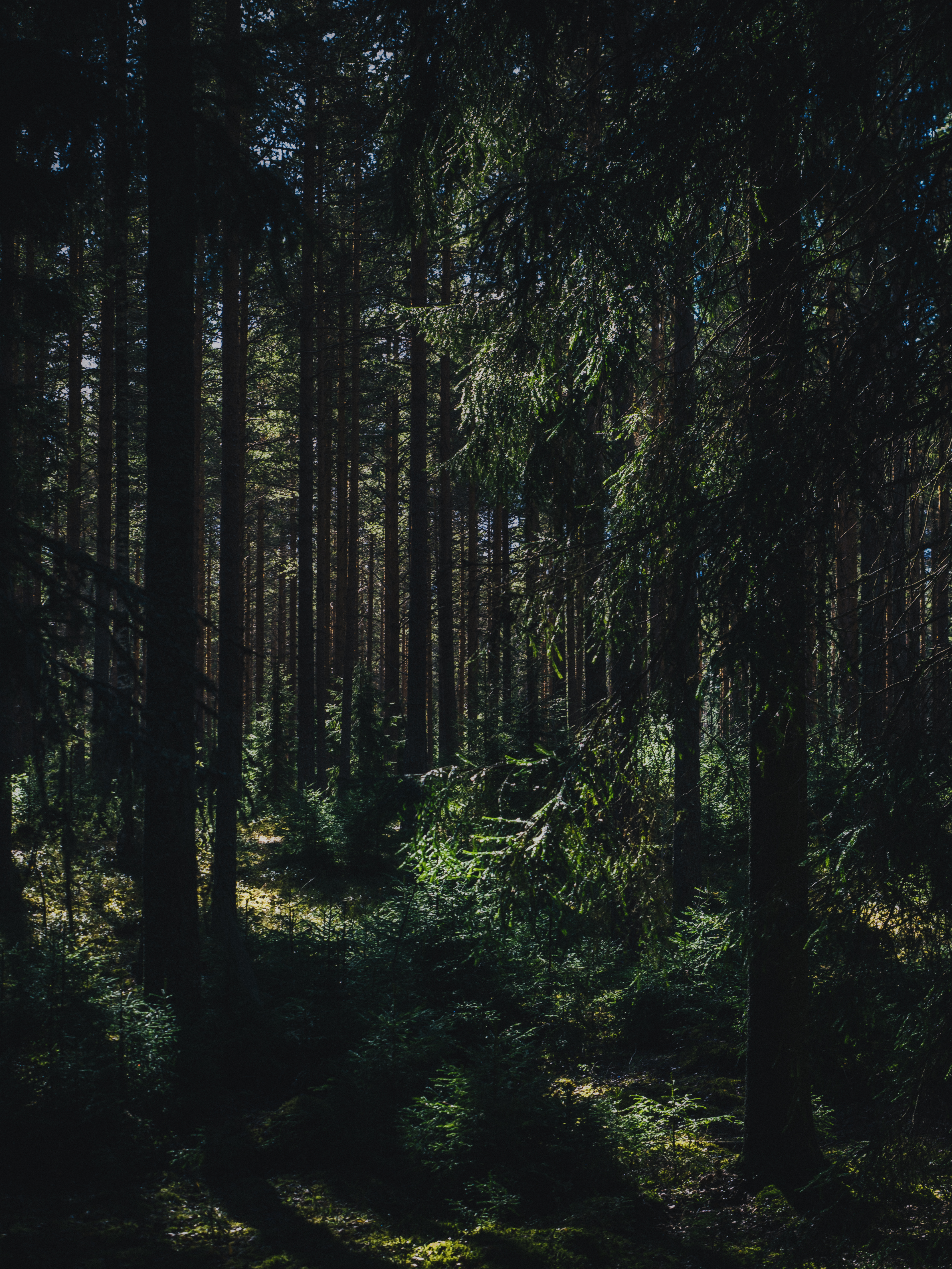 141957 завантажити шпалери літо, природа, дерева, ліс, тіні, юлеярві, юлярві, західна фінляндія - заставки і картинки безкоштовно