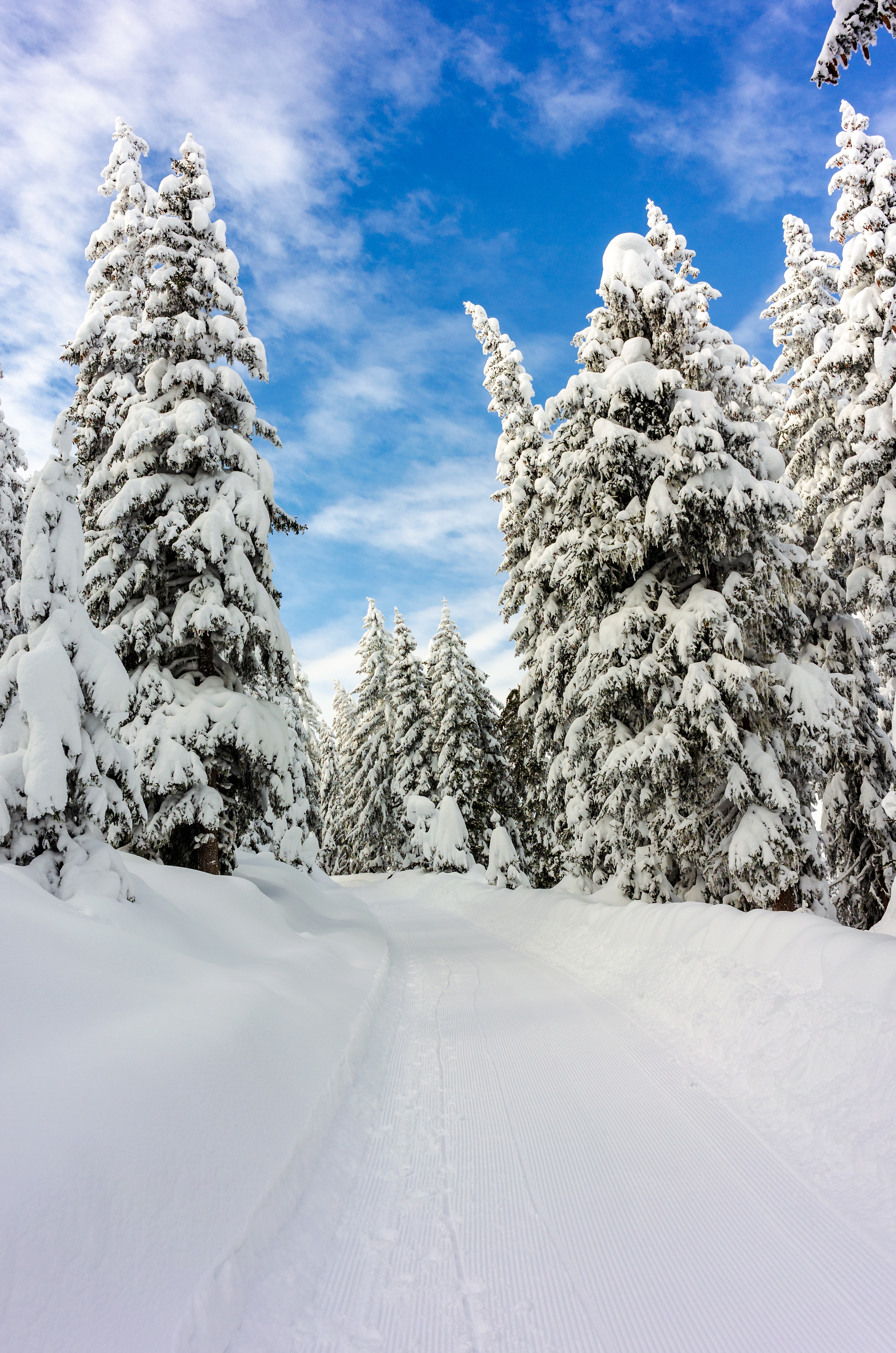 126843 descargar fondo de pantalla nieve, invierno, naturaleza, árboles, cielo, bosque: protectores de pantalla e imágenes gratis