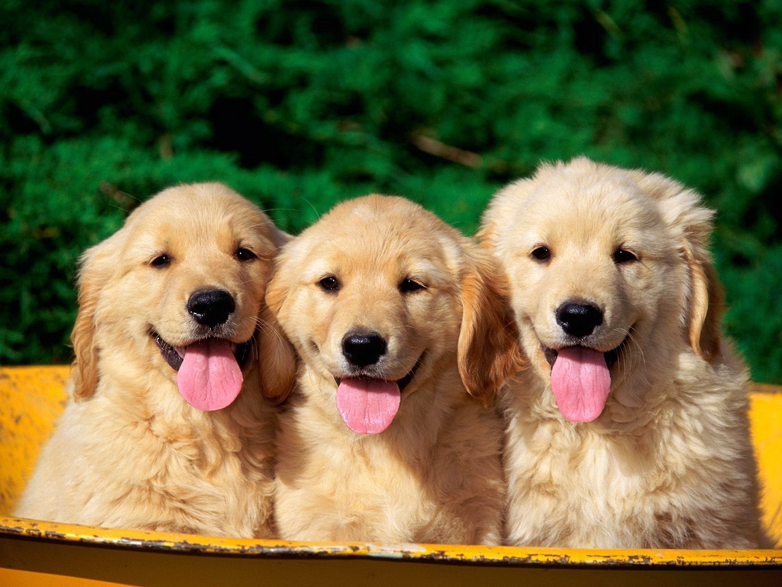 Download mobile wallpaper Dogs, Animals, Muzzle, Puppy, Language, Tongue for free.