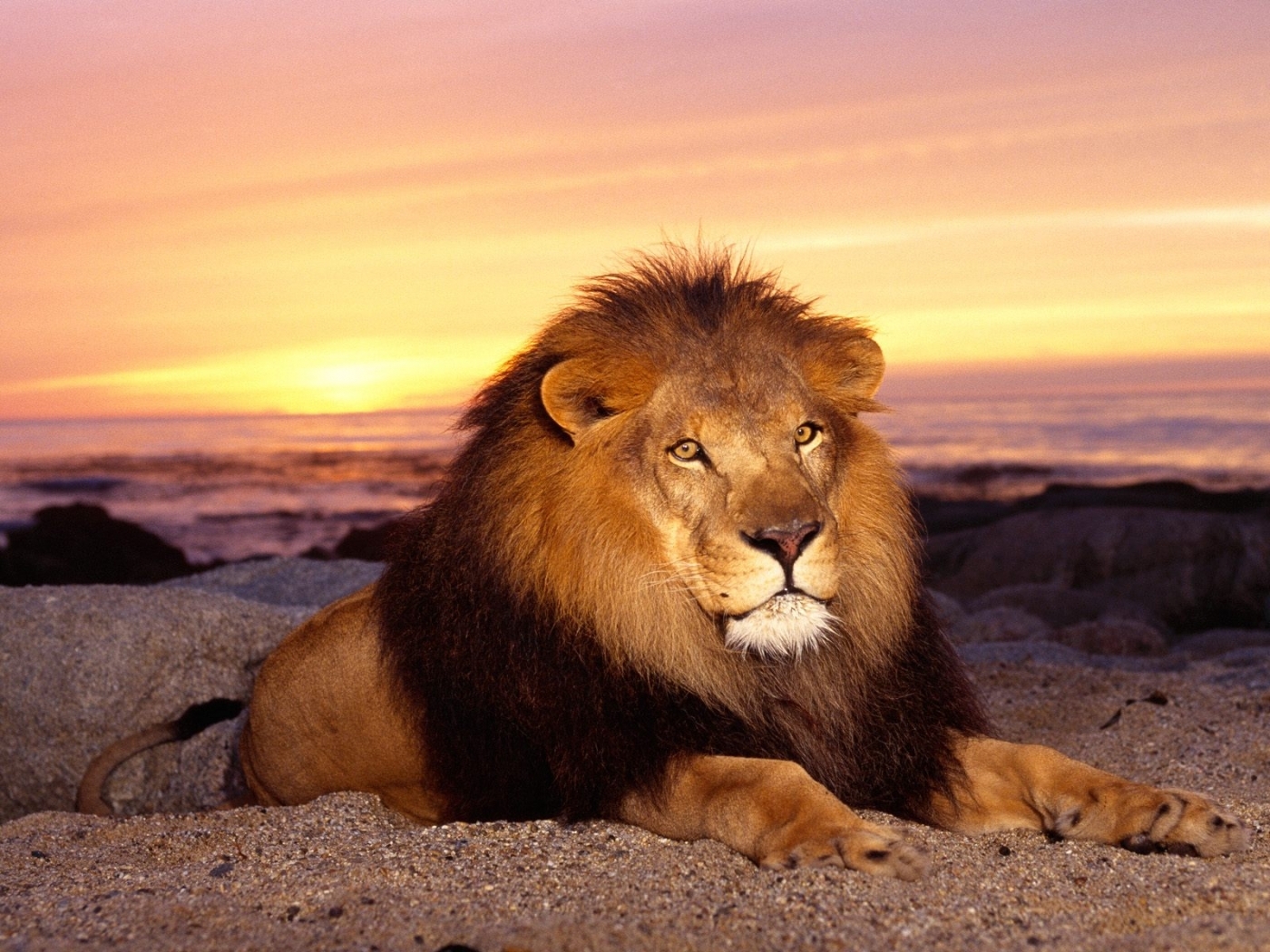 26371 Bild herunterladen tiere, lions, orange - Hintergrundbilder und Bildschirmschoner kostenlos