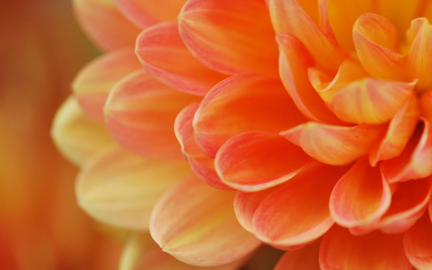 Laden Sie das Blume, Makro, Licht, Blütenblätter, Die Form, Form, Hell Gefärbt-Bild kostenlos auf Ihren PC-Desktop herunter