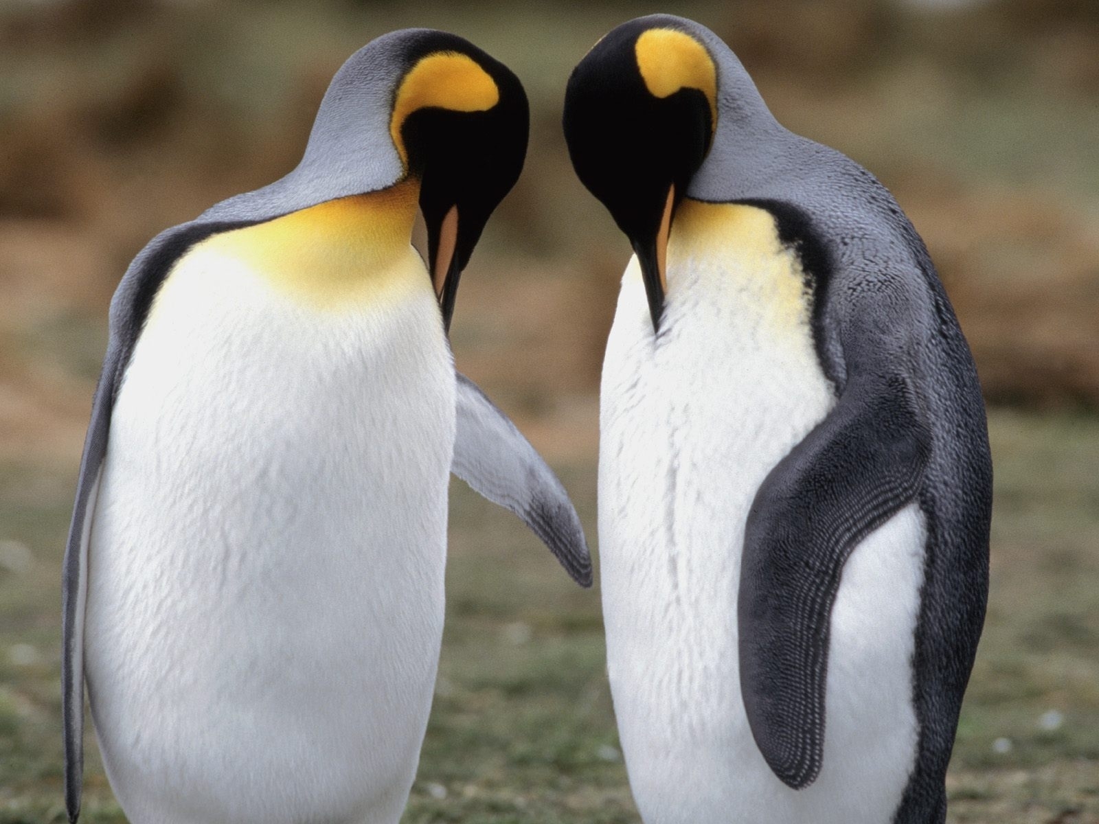 3746 Bild herunterladen tiere, pinguins - Hintergrundbilder und Bildschirmschoner kostenlos