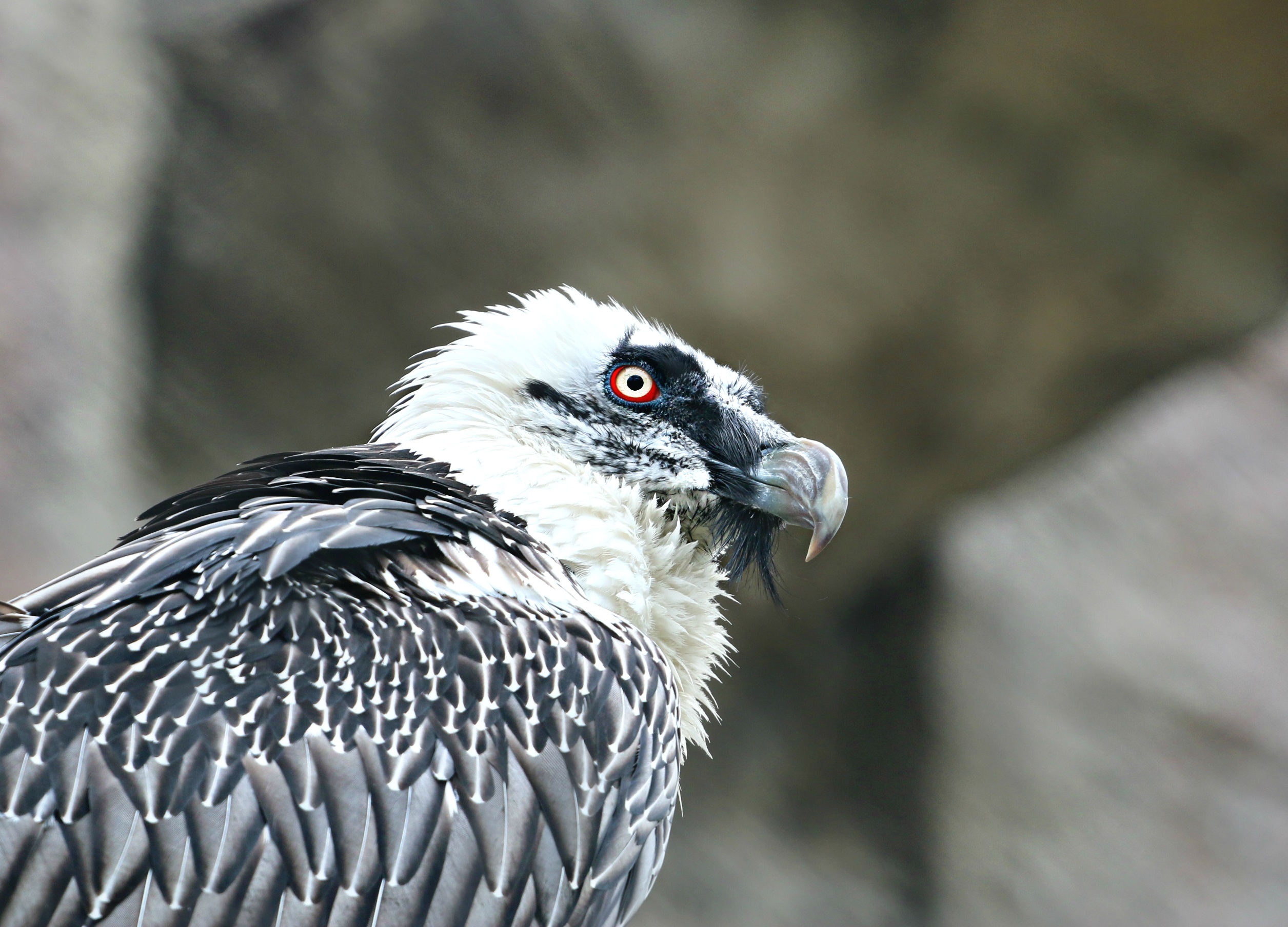 Vulture eagle, predator, bird, animals Lock Screen