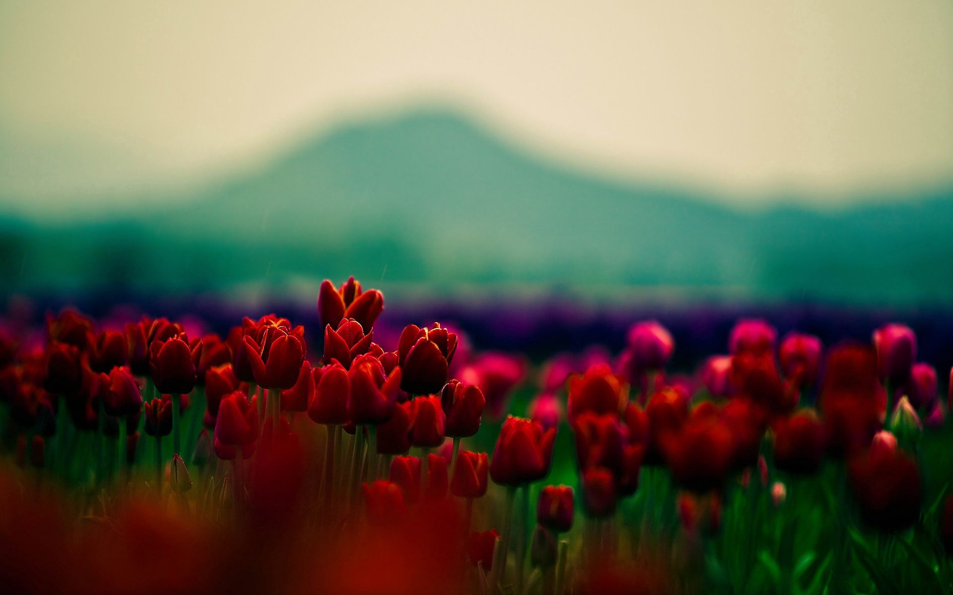 smooth, tulips, blur, flowers, mountains, field