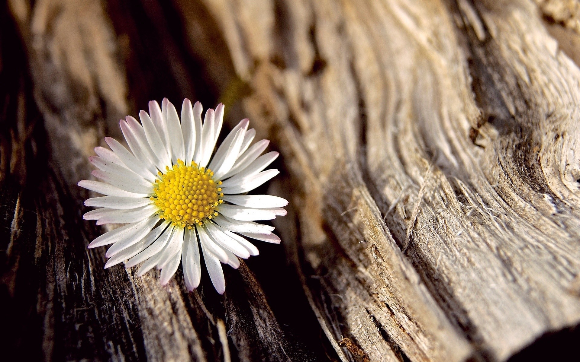 earth, daisy, bark, close up, white flower, flowers iphone wallpaper