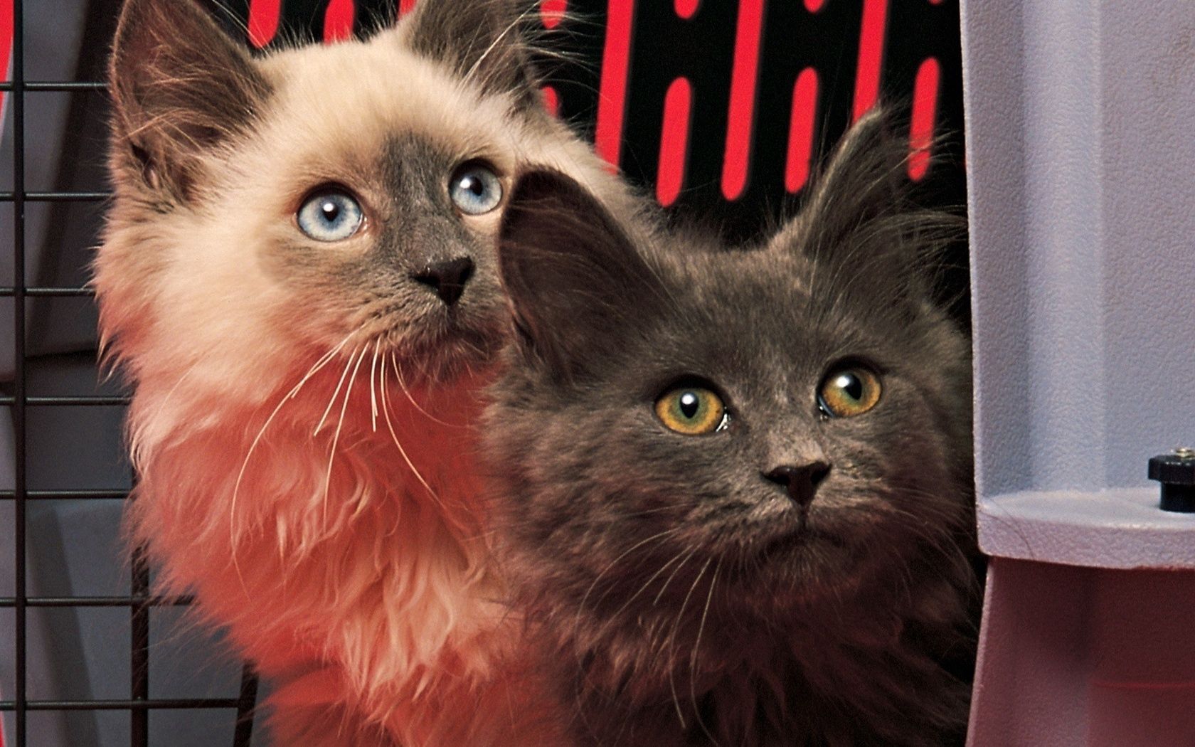 Laden Sie das Tiere, Katzen, Flauschige, Paar, Schatten-Bild kostenlos auf Ihren PC-Desktop herunter