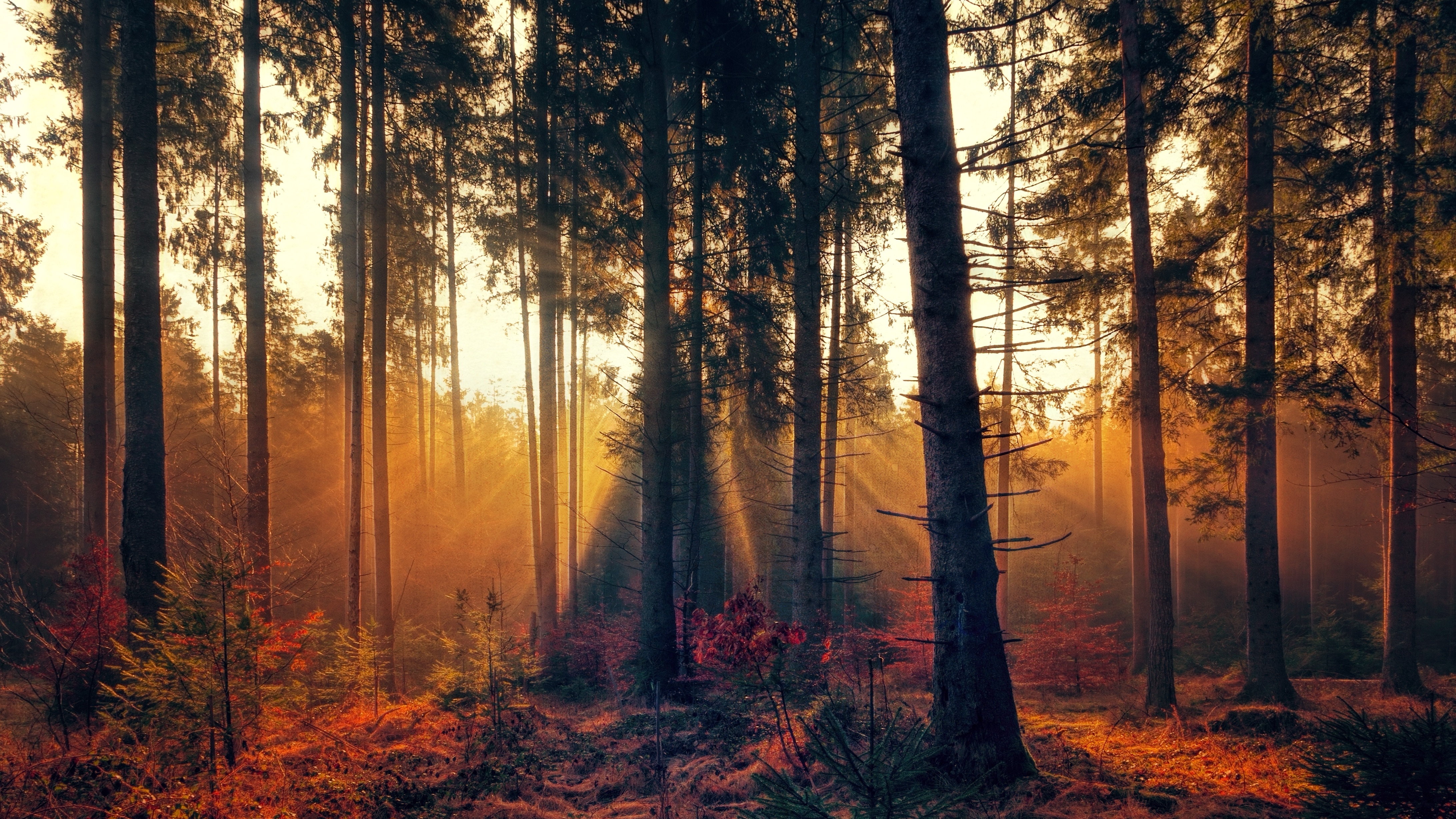 Free HD, 4K, 32K, Ultra HD fog, nature, autumn, trees