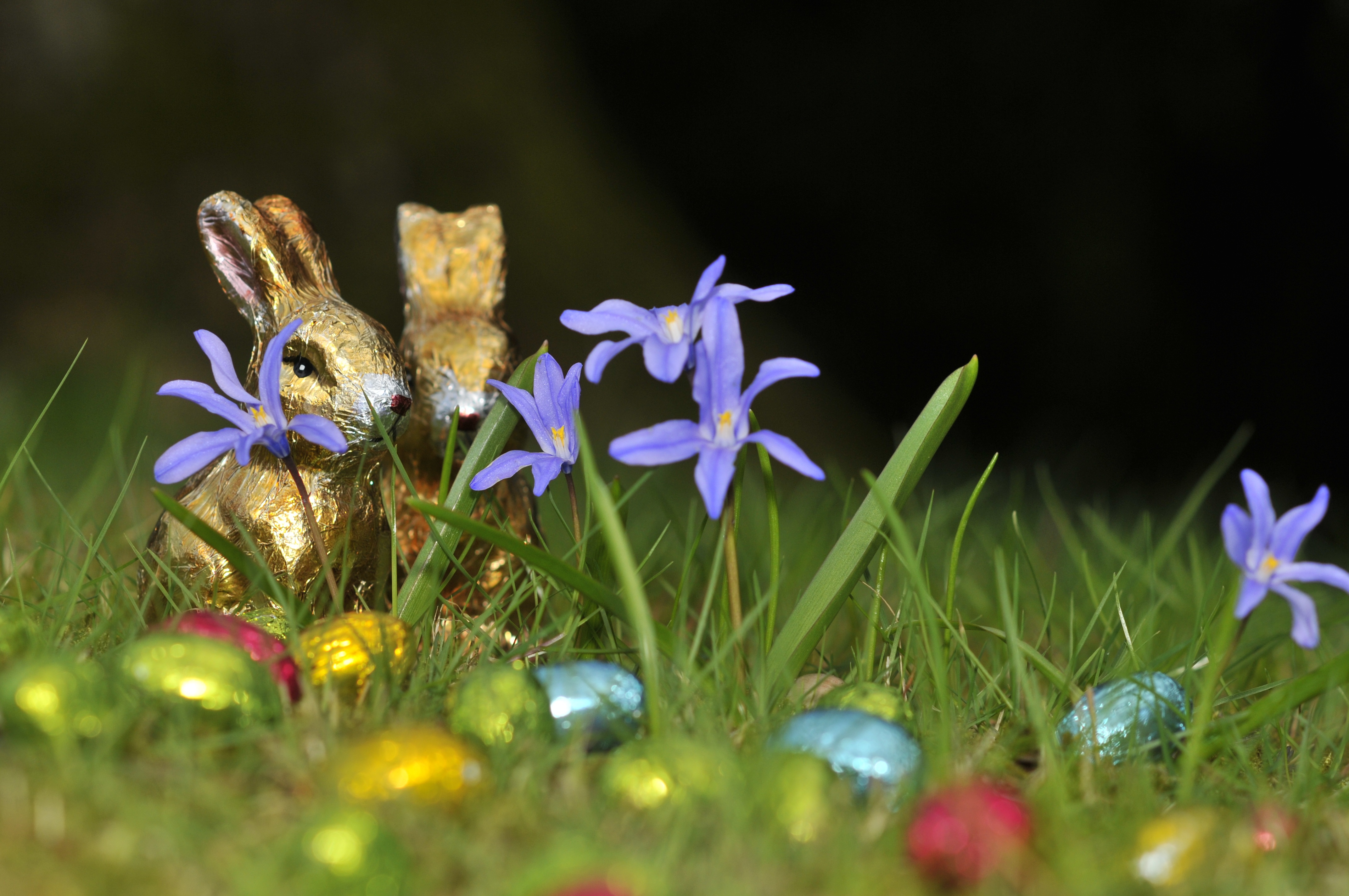 53929 Screensavers and Wallpapers Easter for phone. Download holidays, flowers, grass, eggs, easter, chocolate bunnies, chocolate hares pictures for free