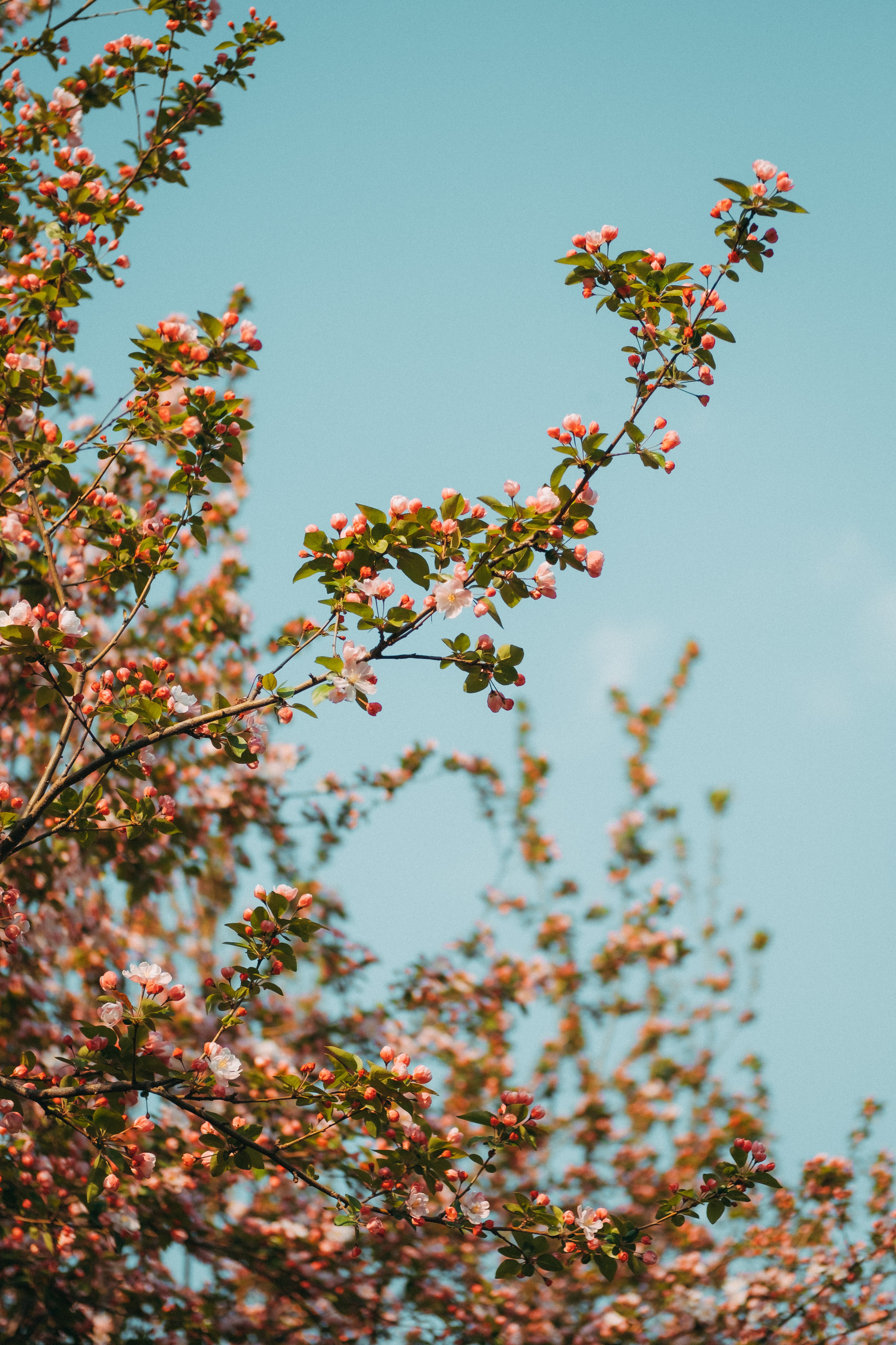 sky, flowers, spring, bloom, flowering, branch cell phone wallpapers