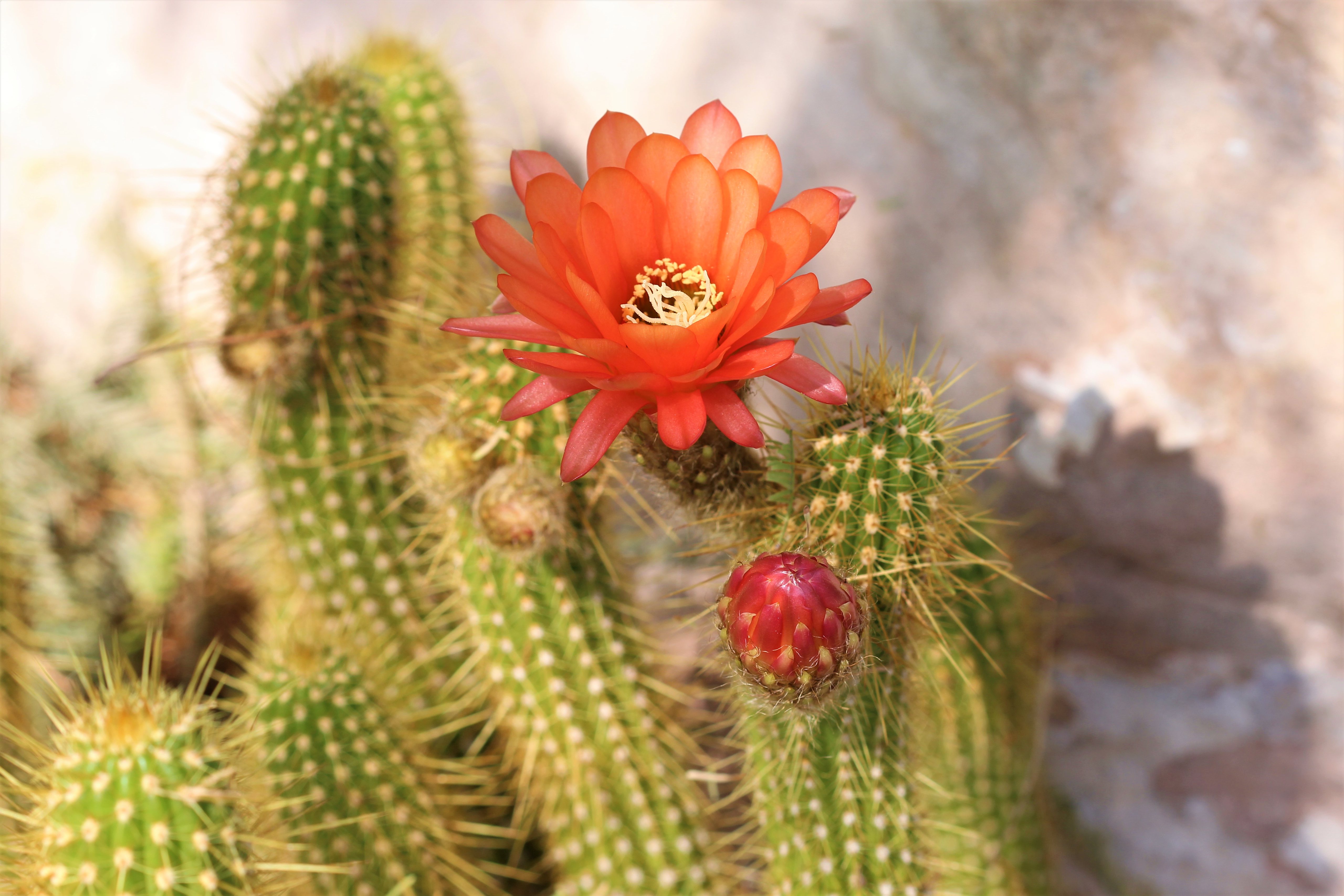 105245 économiseurs d'écran et fonds d'écran Cactus sur votre téléphone. Téléchargez piquants, plante, planter, fleur images gratuitement