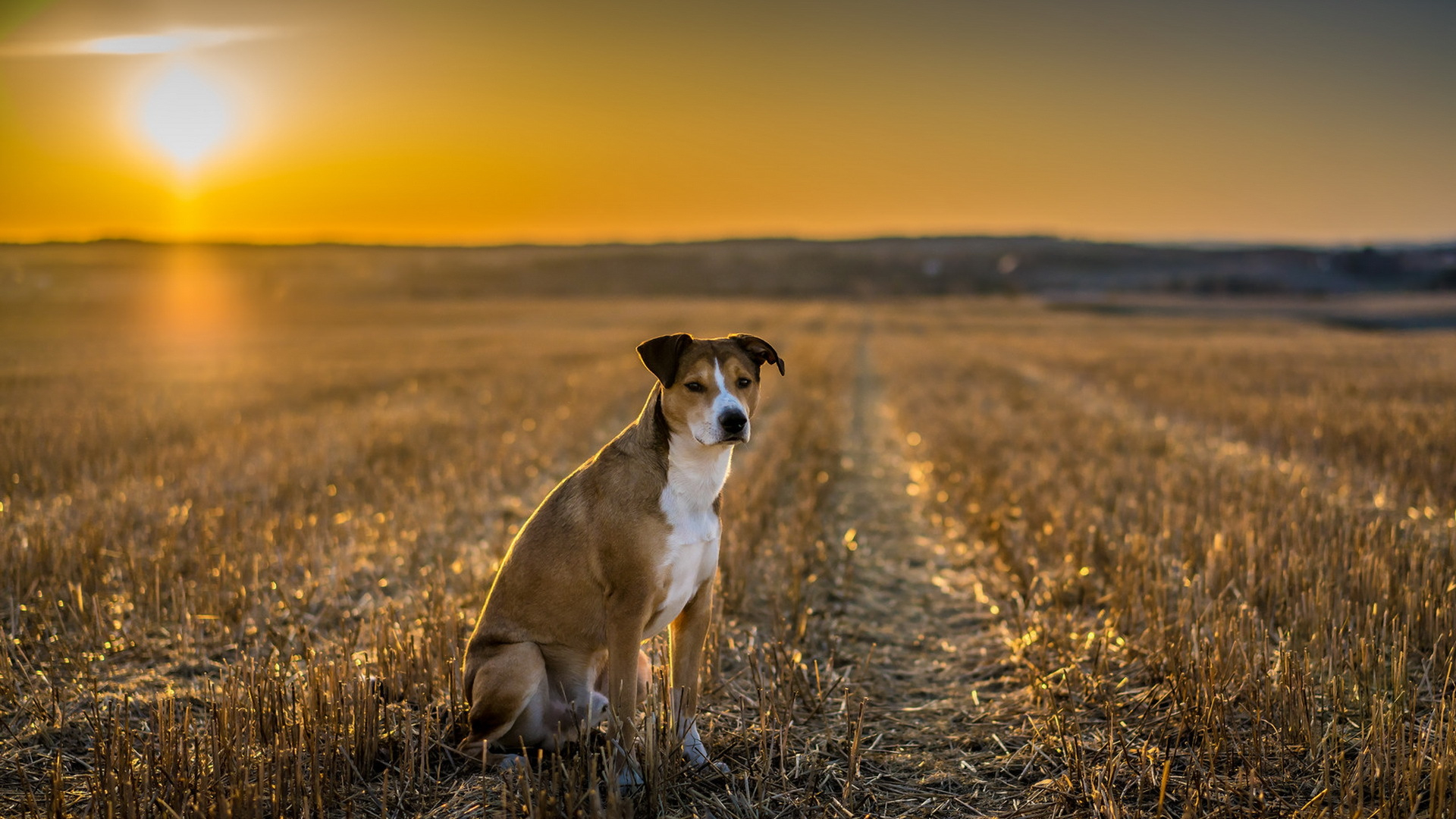 Собака на закате в поле