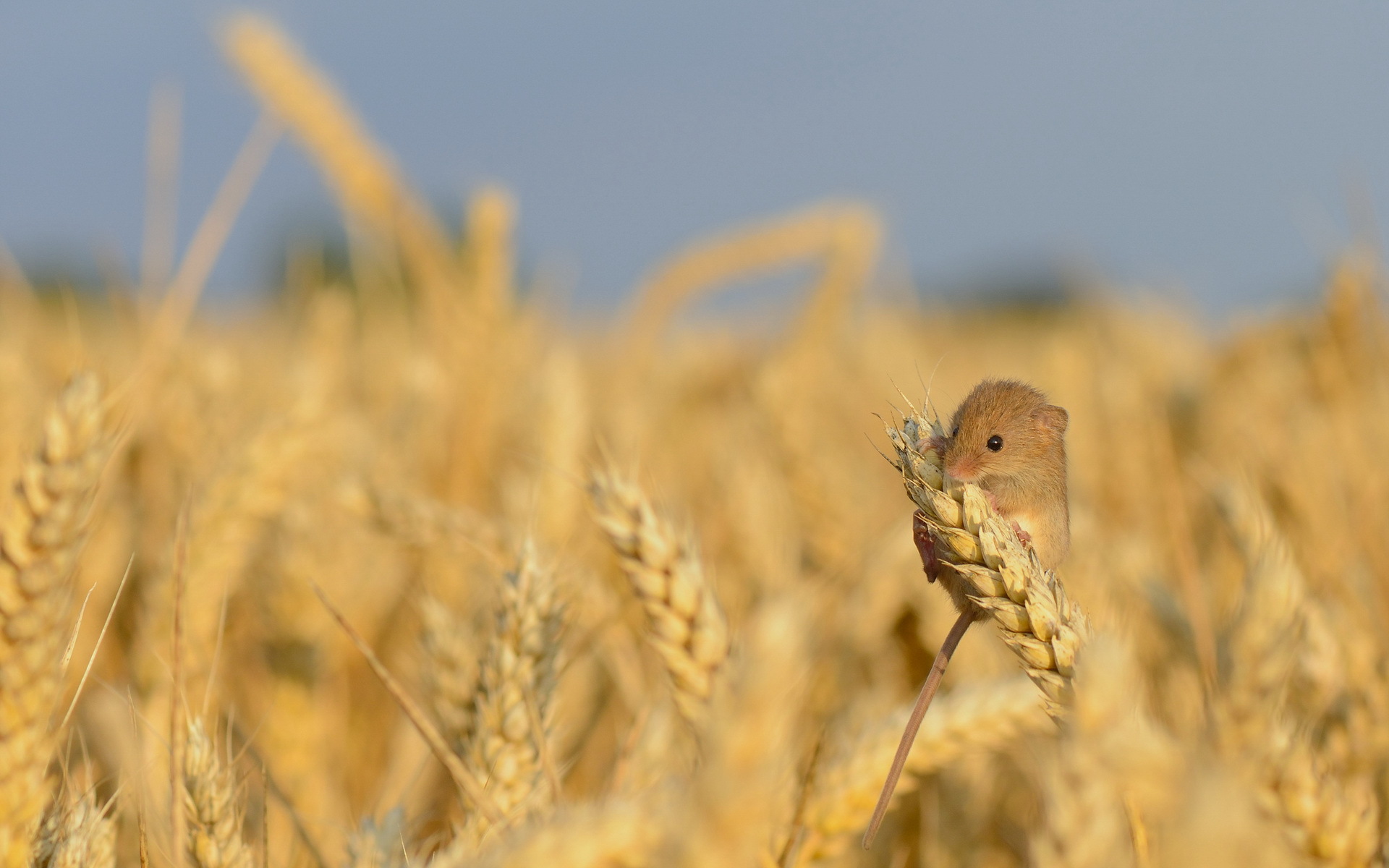 Animal crops. Животные поля. Пшеничное поле с птицами. Пшеница для птиц. Мышь в поле.