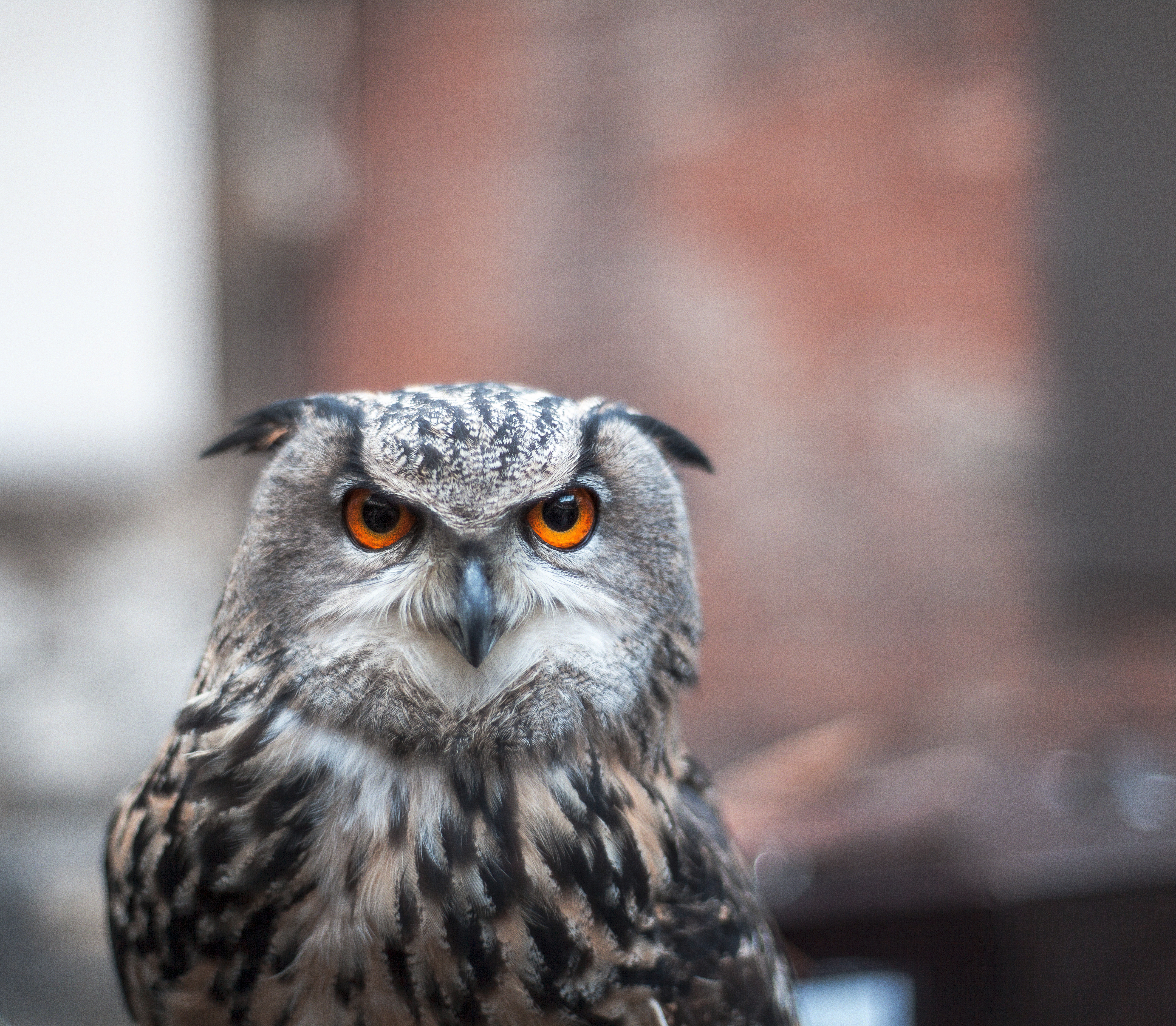 High Definition Owl background