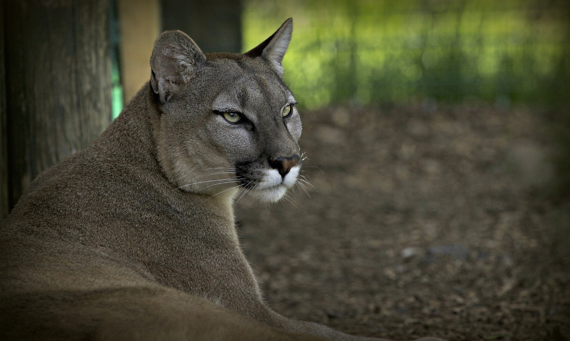 151609 Hintergrundbilder und Cougar Bilder auf dem Desktop. Laden Sie berglöwe, tiere, predator, puma Bildschirmschoner kostenlos auf den PC herunter