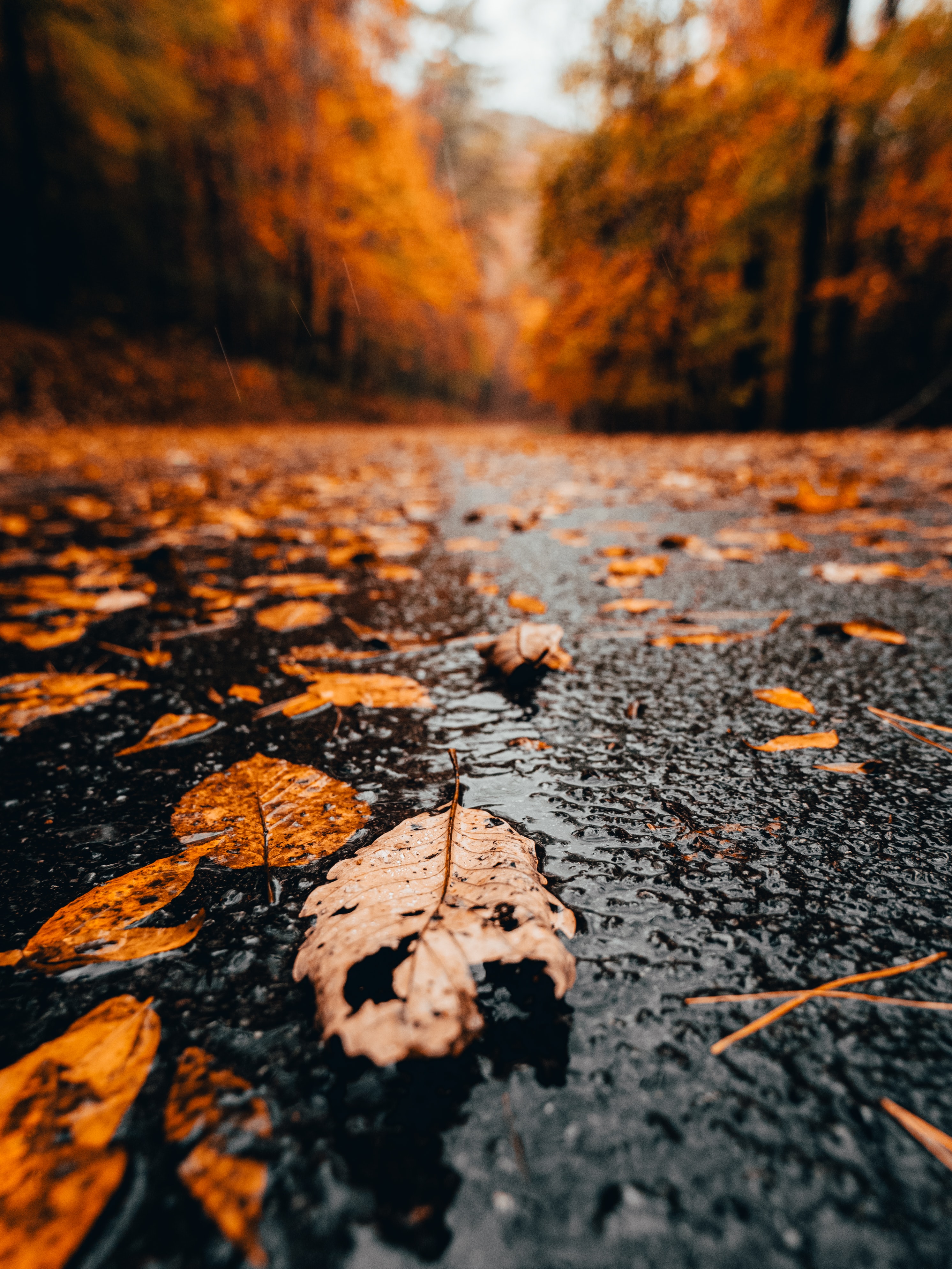 rain, leaves, nature, autumn, wet for android