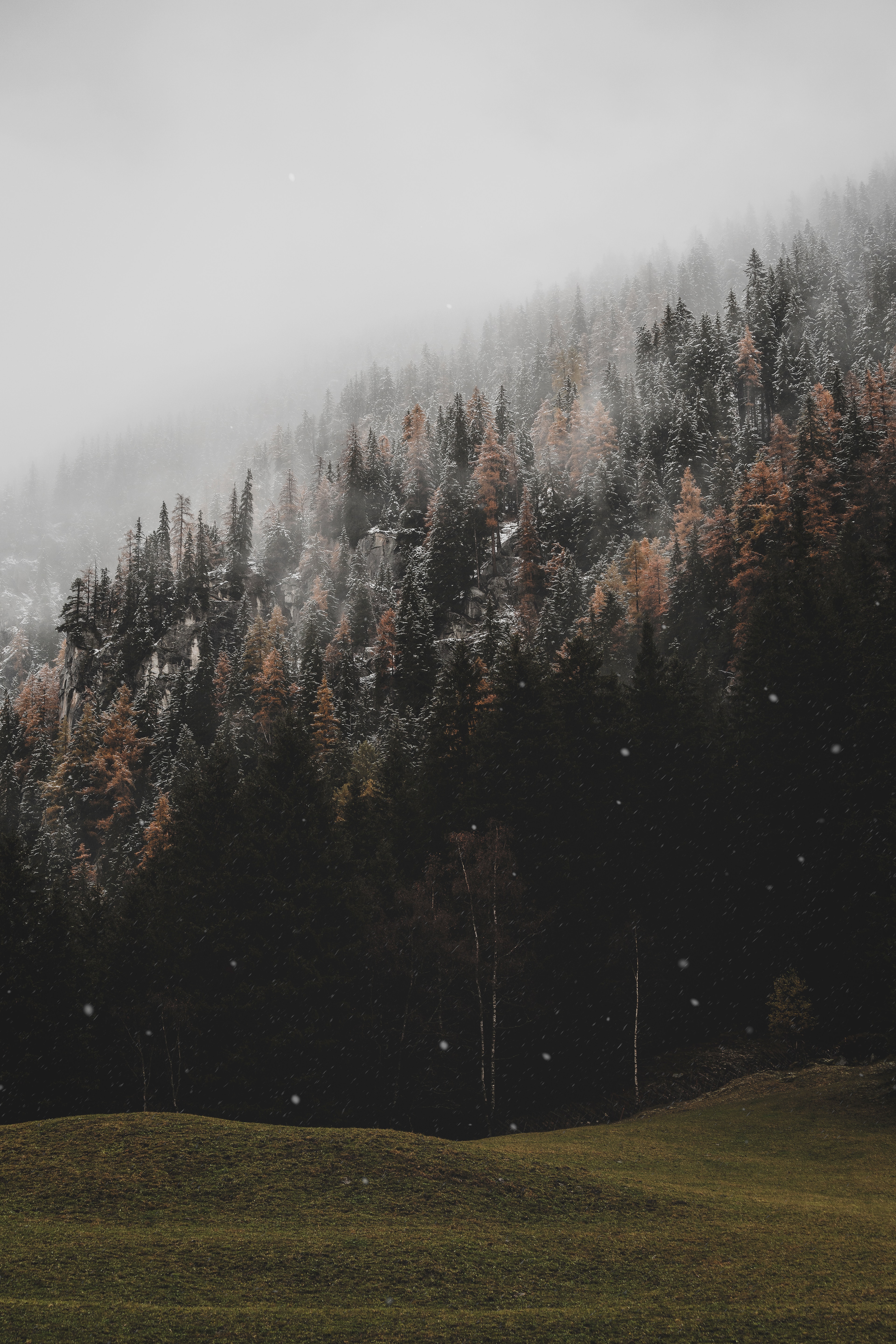 slope, coniferous, forest, snow Windows Mobile Wallpaper