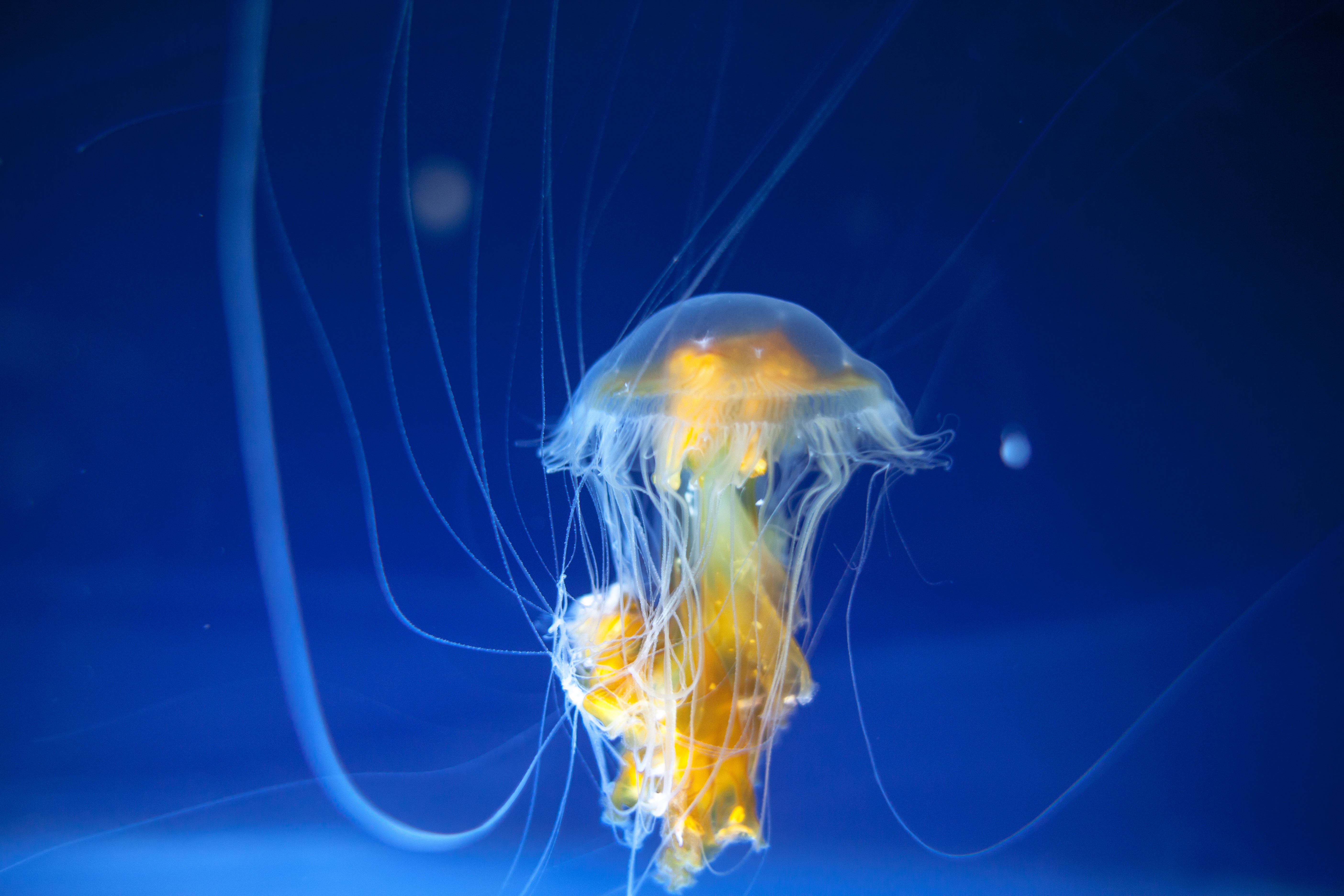 tentacles, jellyfish, ocean, animals HD Phone wallpaper