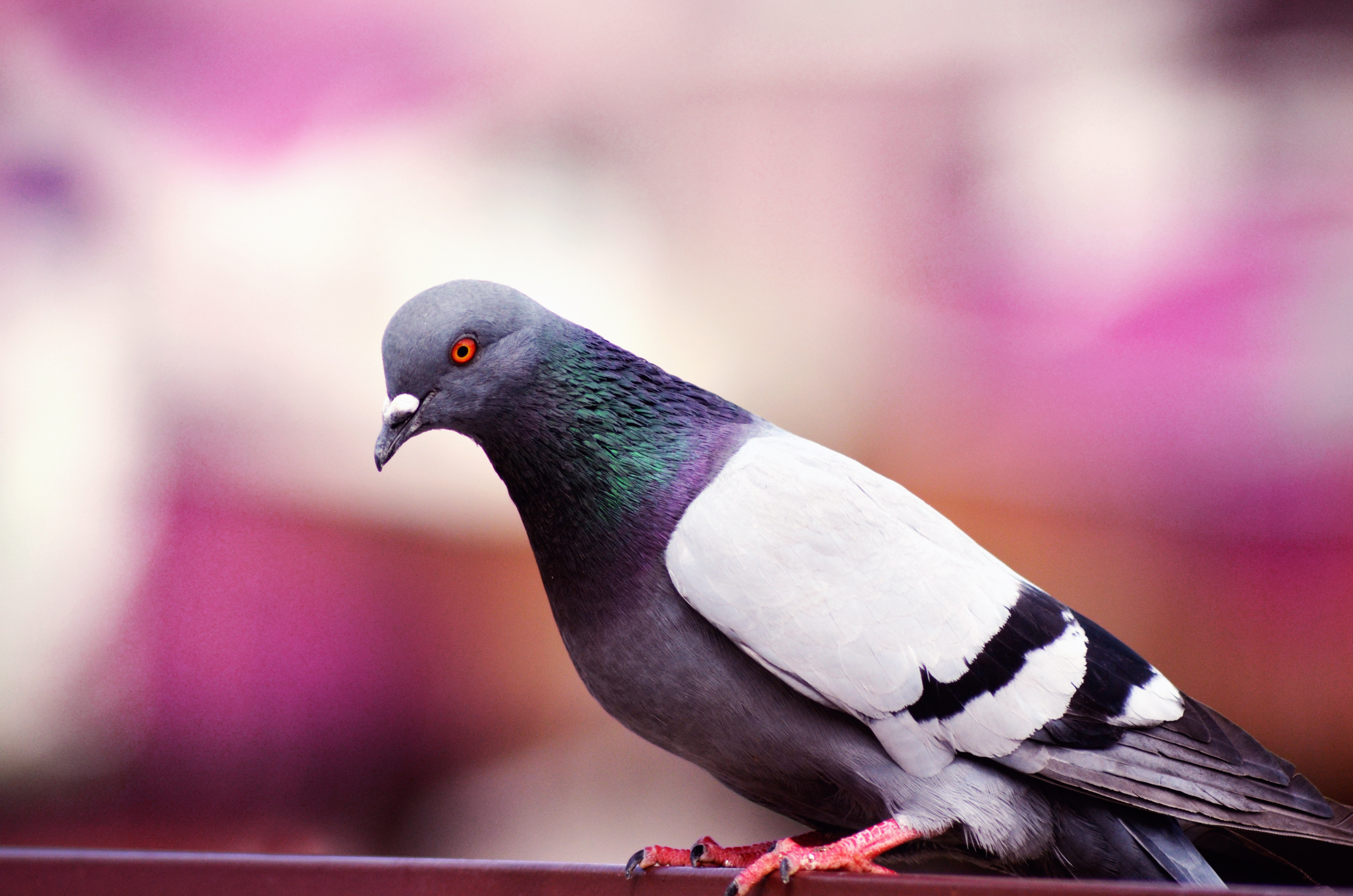 Laden Sie das Tiere, Vogel, Farbe, Taube-Bild kostenlos auf Ihren PC-Desktop herunter