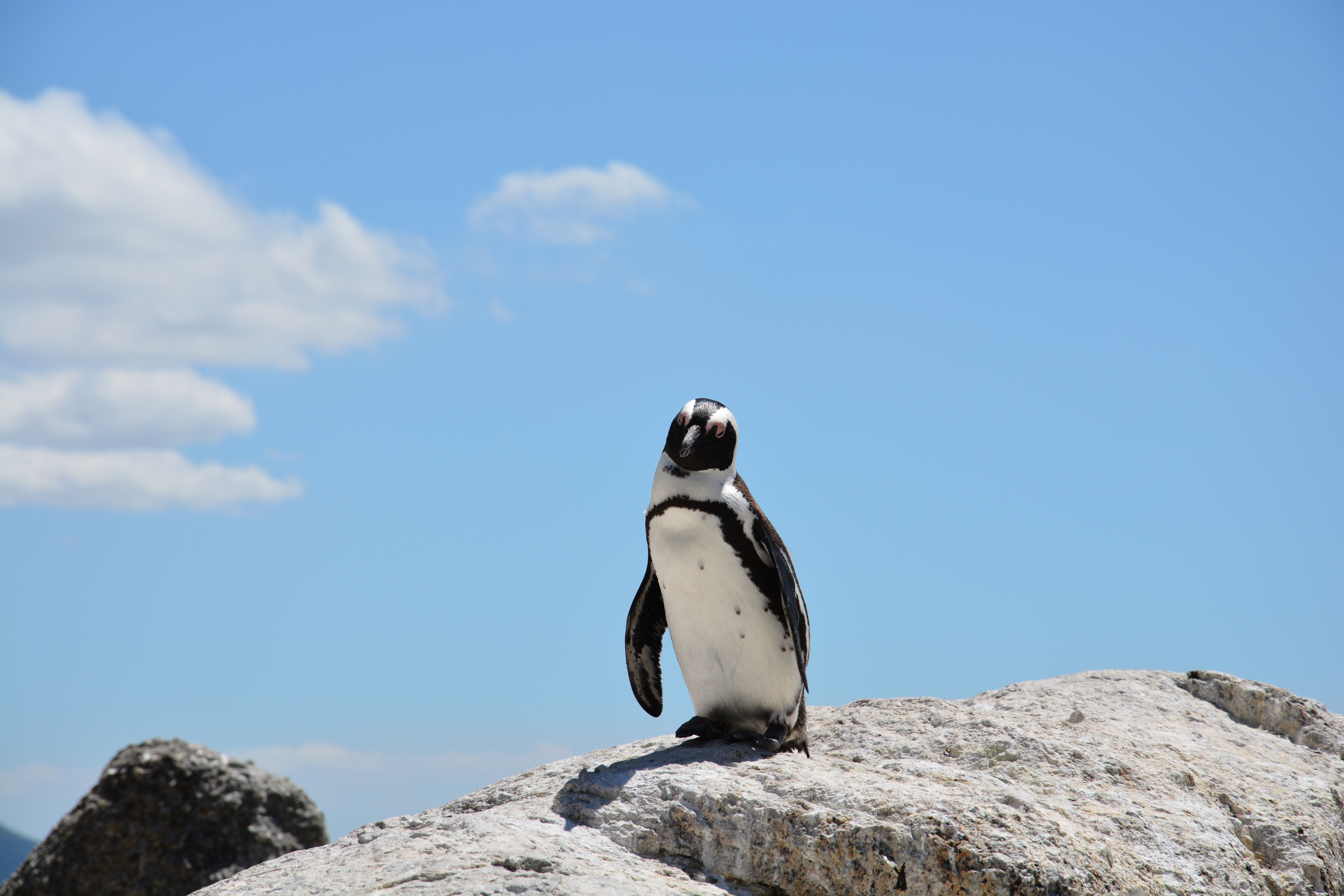 55538 Bildschirmschoner und Hintergrundbilder Pinguin auf Ihrem Telefon. Laden Sie tiere, stones, sky, schatten, pinguin Bilder kostenlos herunter