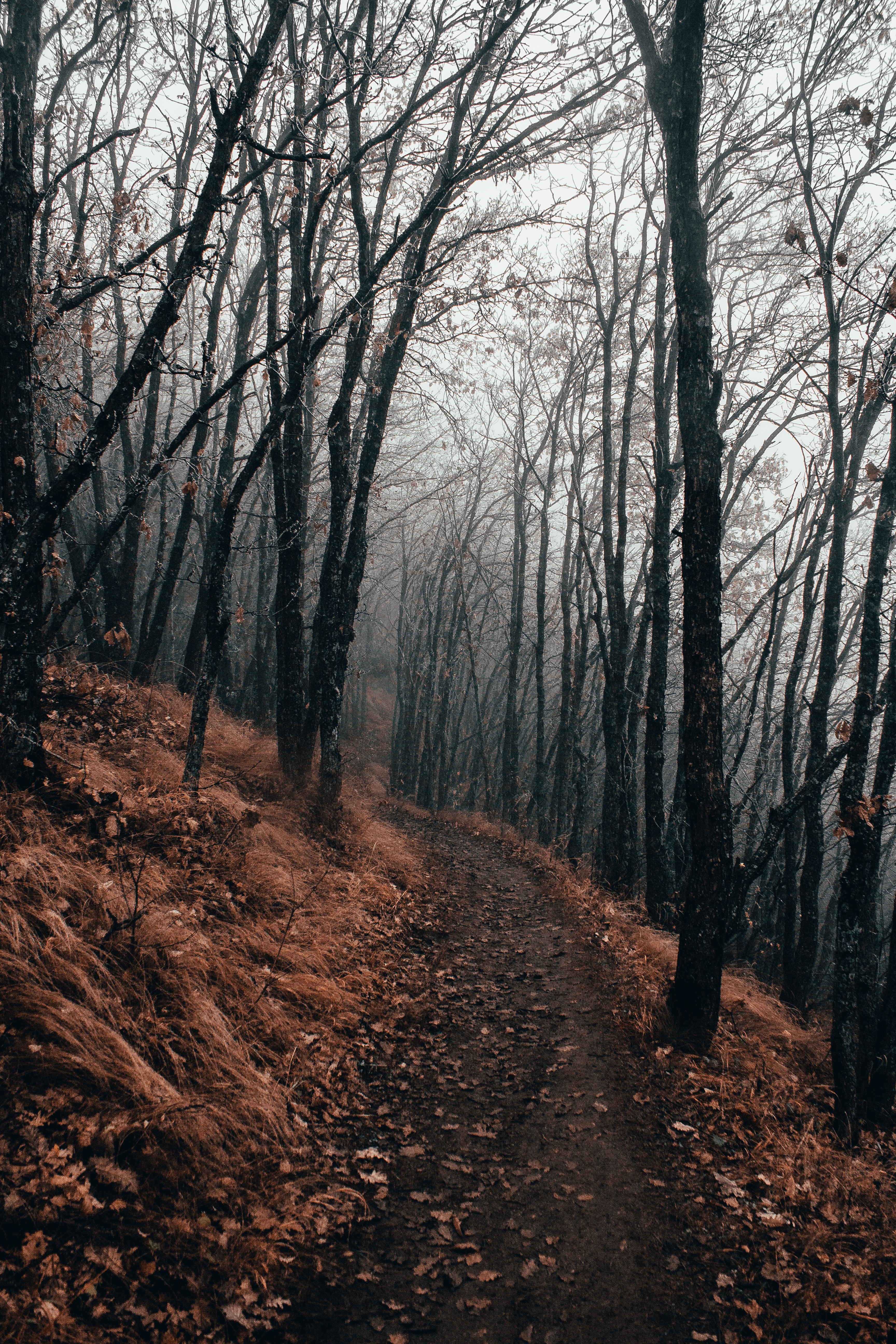 path, autumn, forest, nature, fog