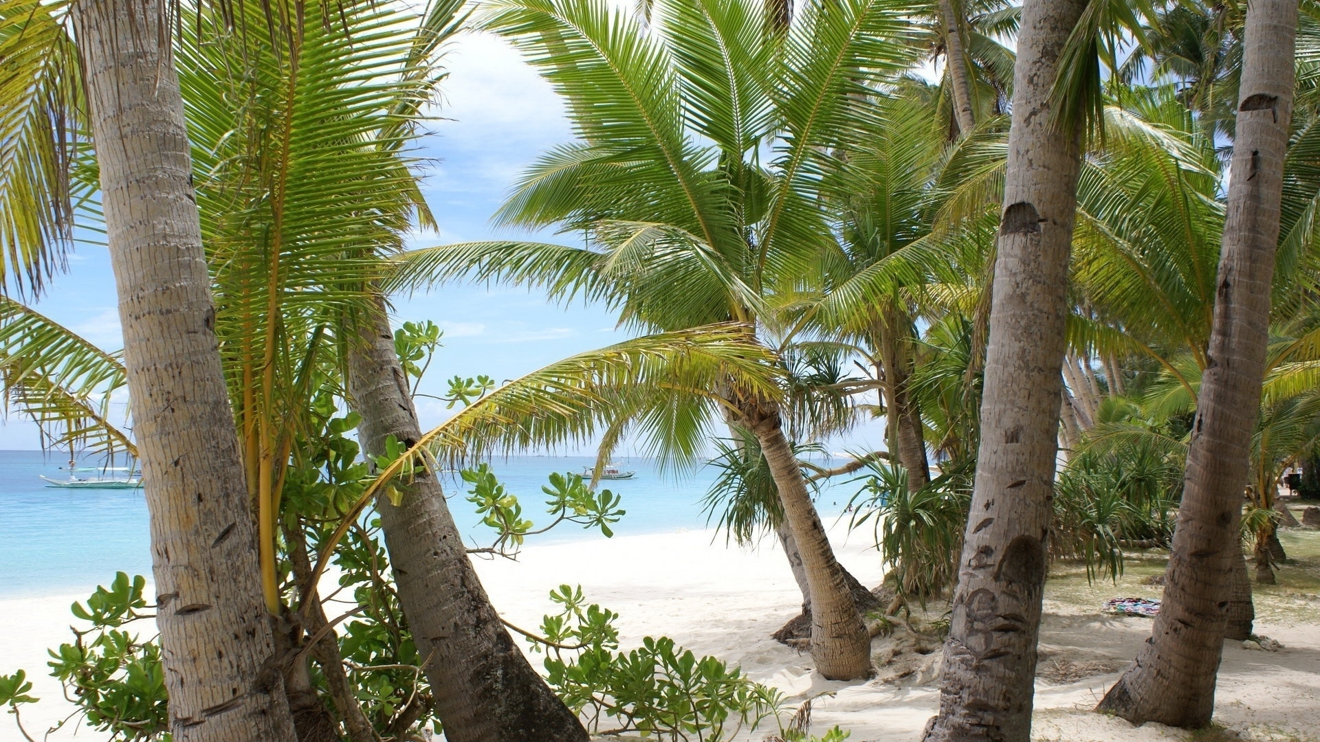 wallpapers palms, landscape, beach