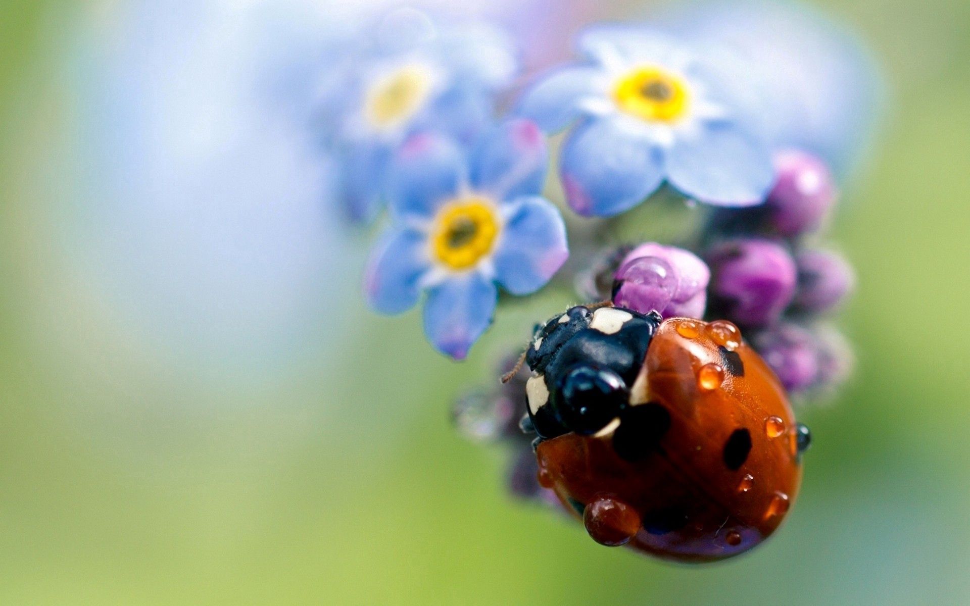 Ladybug field, ladybird, flowers, small 4k Wallpaper