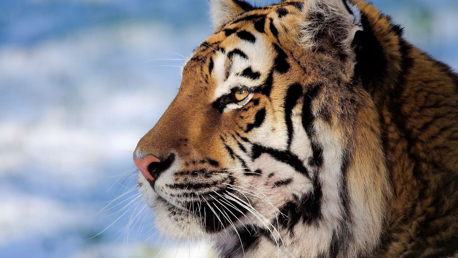 Тигр морда профиль
