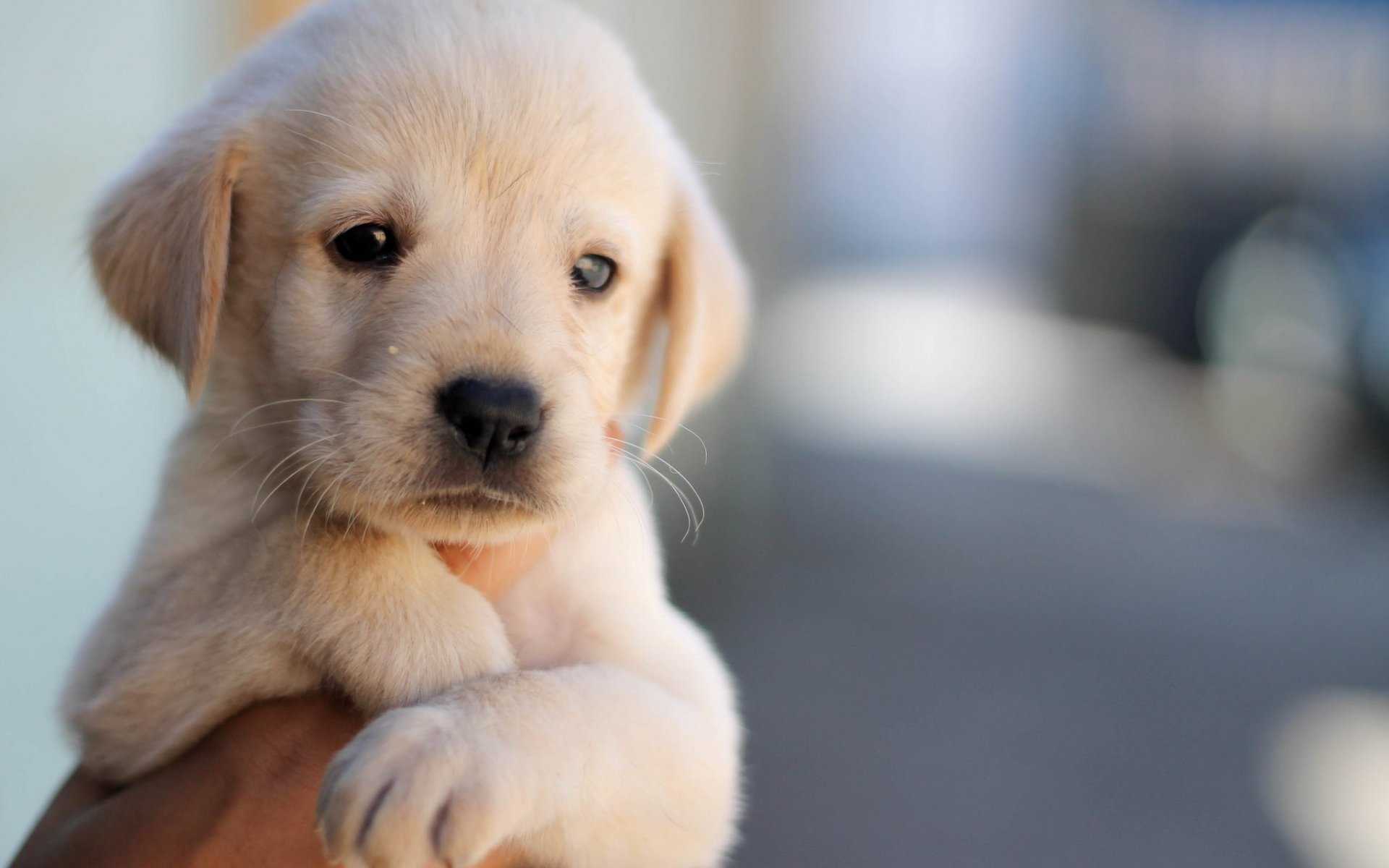 HD desktop wallpaper: Dogs, Dog, Close Up, Animal, Puppy, Labrador, Cute,  Labrador Retriever download free picture #377493