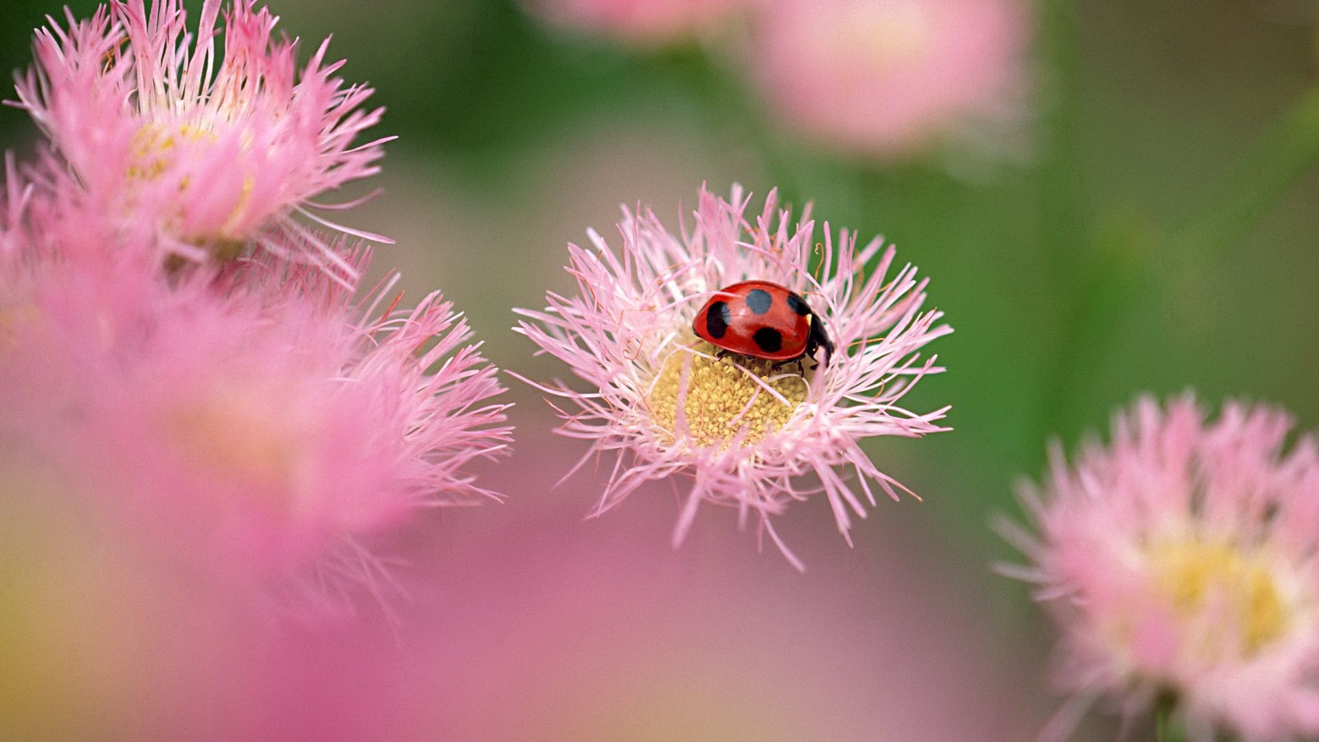 140349 Hintergrundbilder und Ladybird Bilder auf dem Desktop. Laden Sie blumen, feld, insekt, makro Bildschirmschoner kostenlos auf den PC herunter
