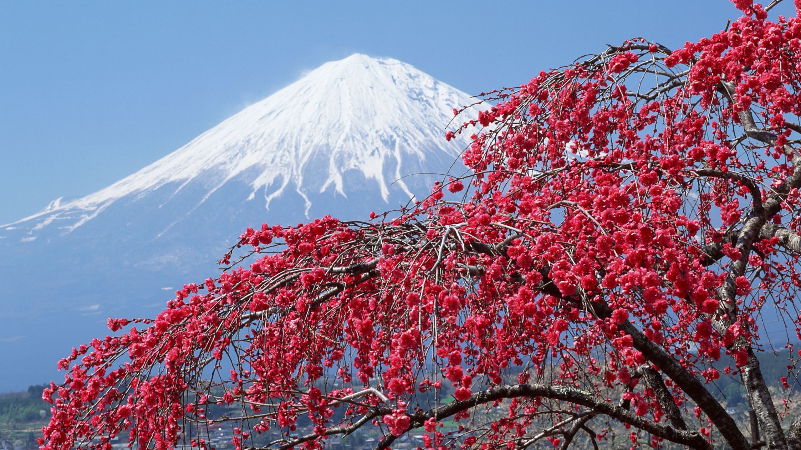 お使いの携帯電話の349420スクリーンセーバーと壁紙富士山。 の写真を無料でダウンロード