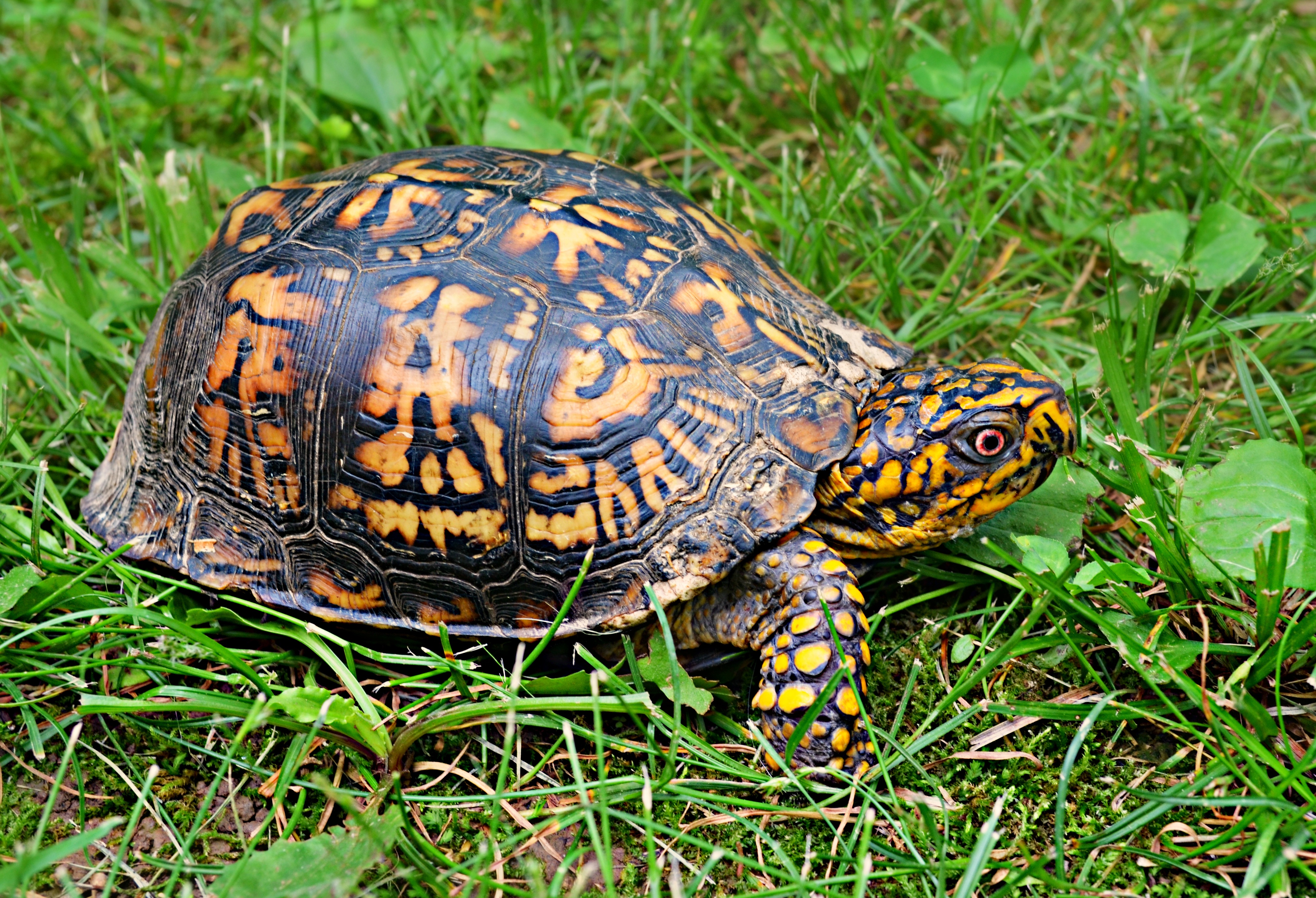 118065 download wallpaper animals, grass, carapace, shell, turtle screensavers and pictures for free