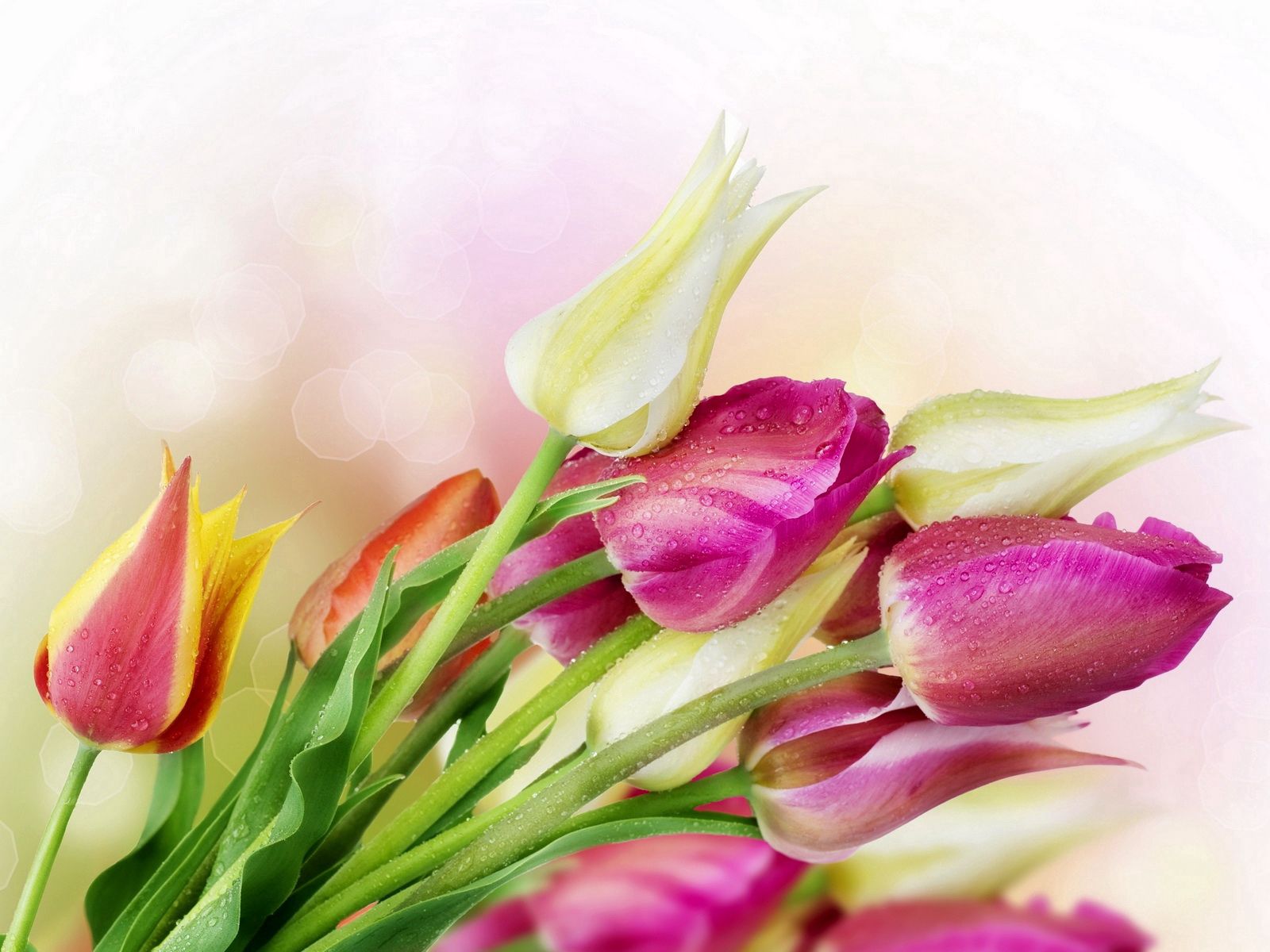 Handy-Wallpaper Tulpen, Blumen, Drops, Blendung, Strauß, Bouquet, Frische kostenlos herunterladen.