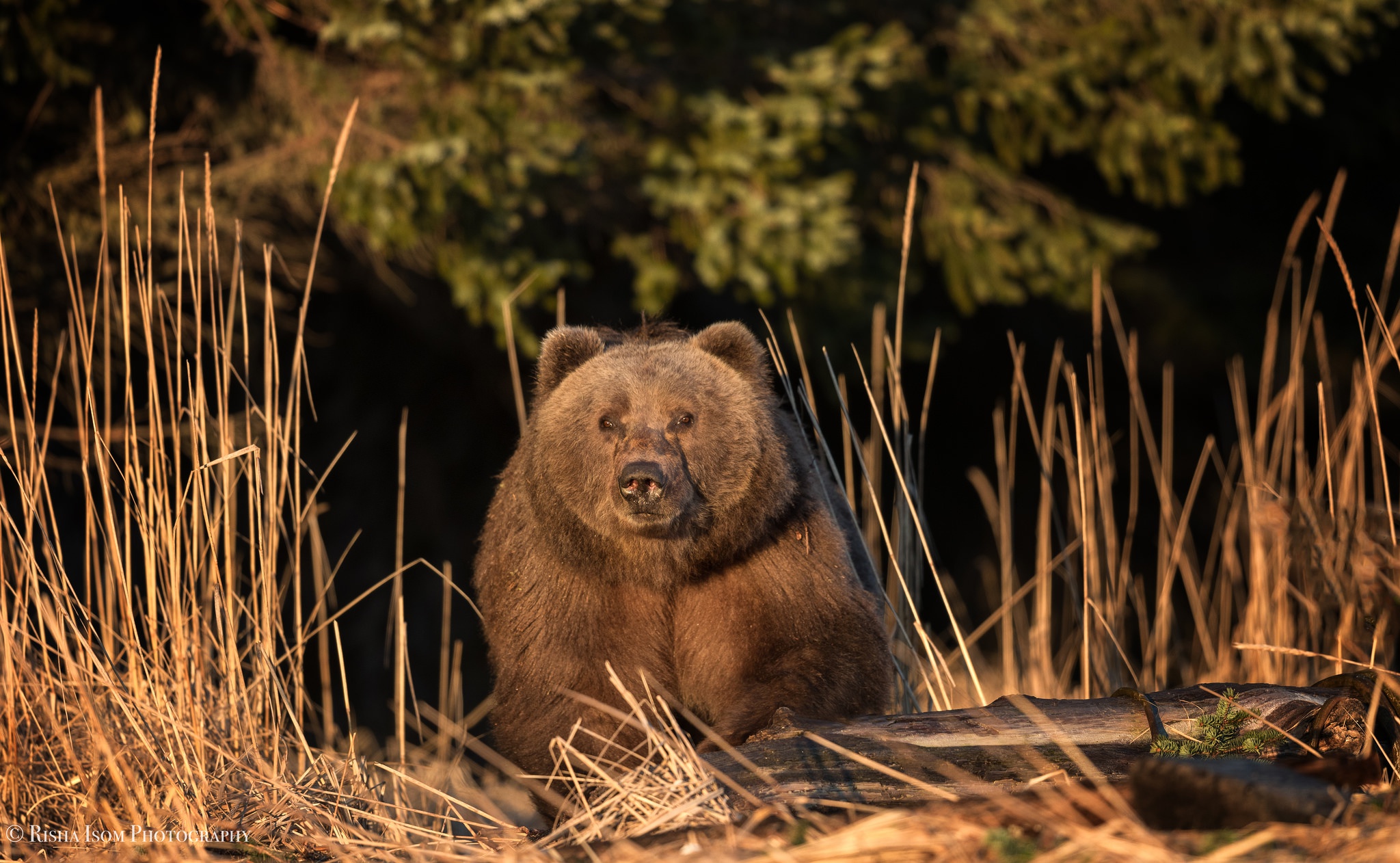 Медвежонок в осеннем лесу