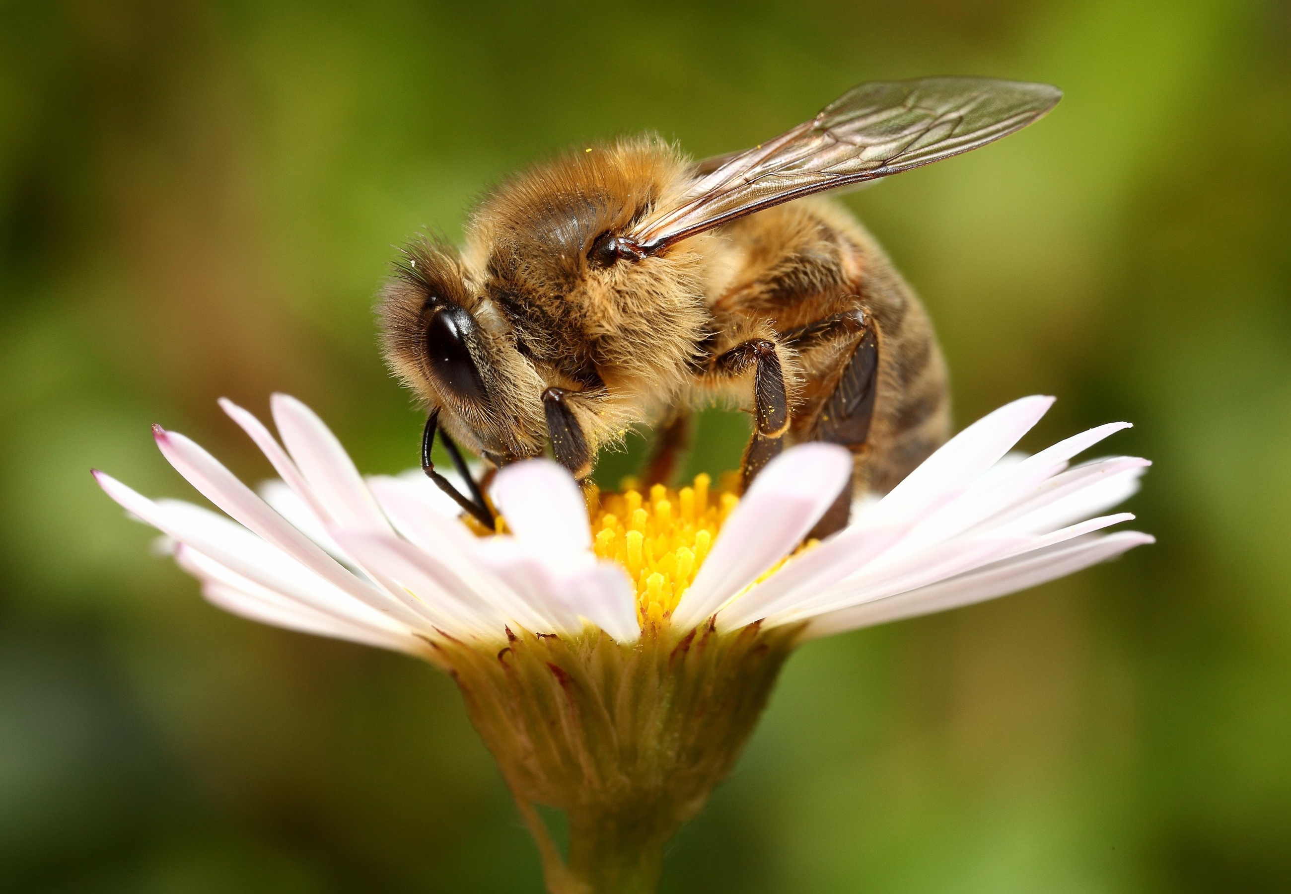 125036 Screensavers and Wallpapers Bee for phone. Download background, flower, macro, bee pictures for free