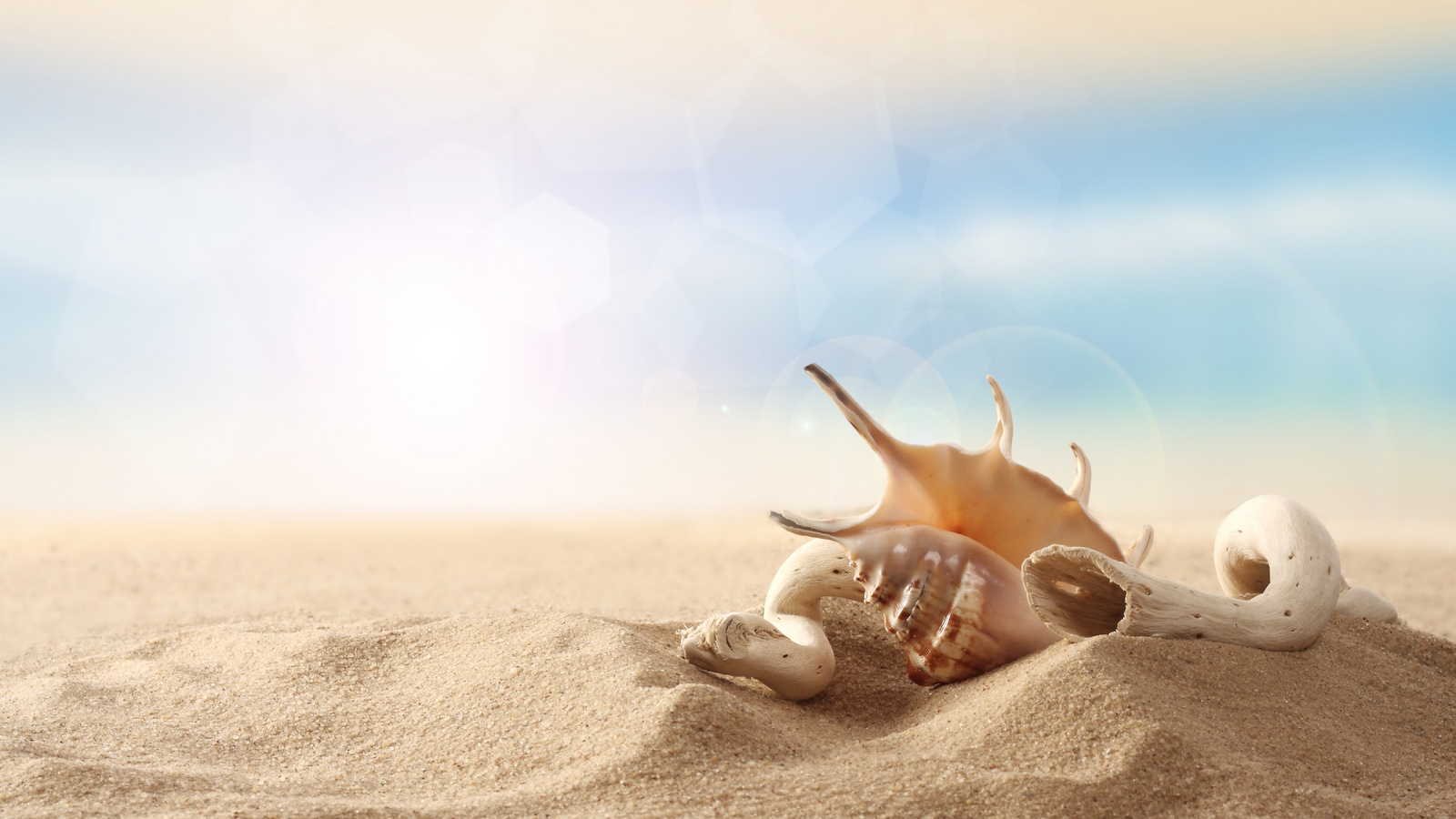 background, sand, shells, still life, orange iphone wallpaper