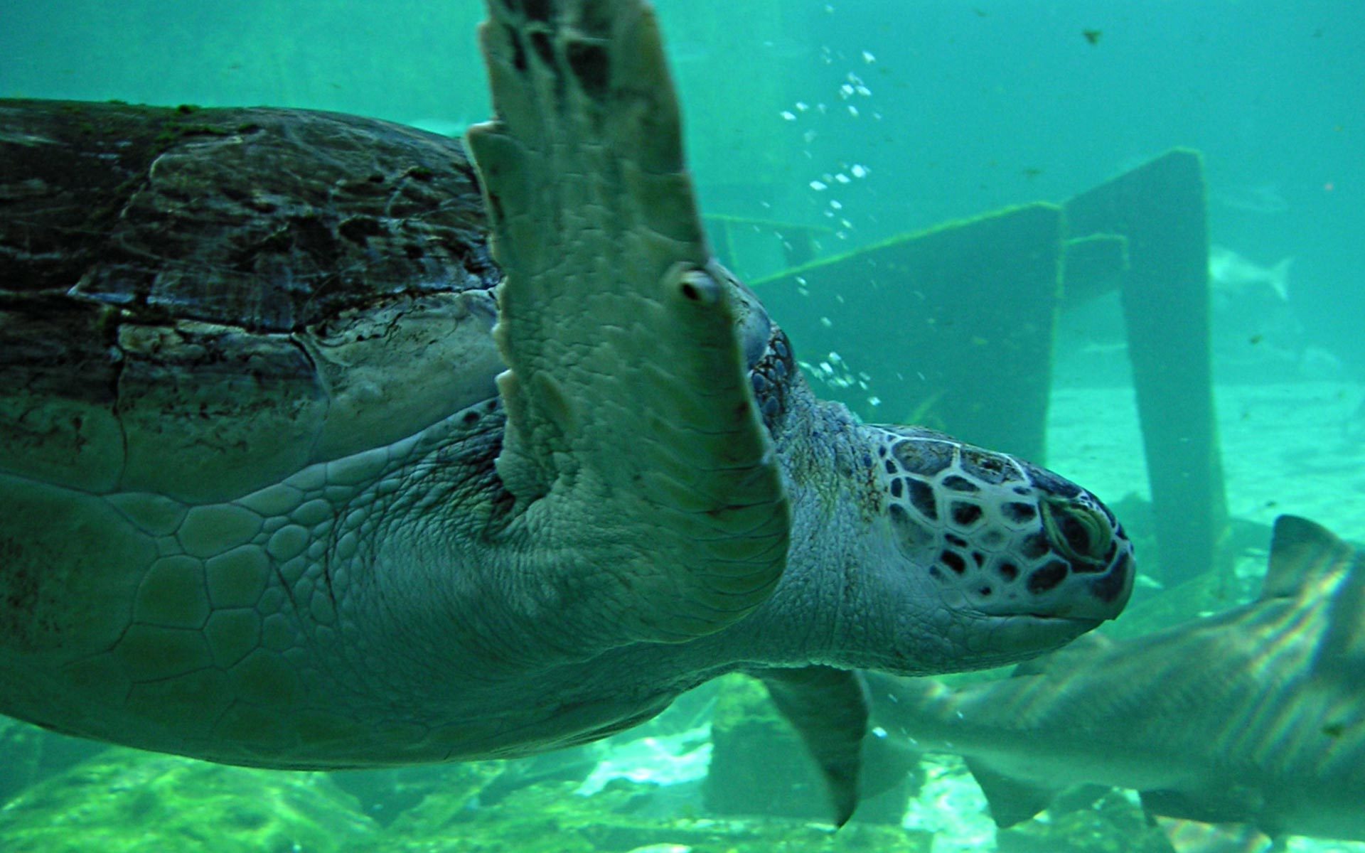 9555 Bild herunterladen tiere, turtles, sea, grün - Hintergrundbilder und Bildschirmschoner kostenlos