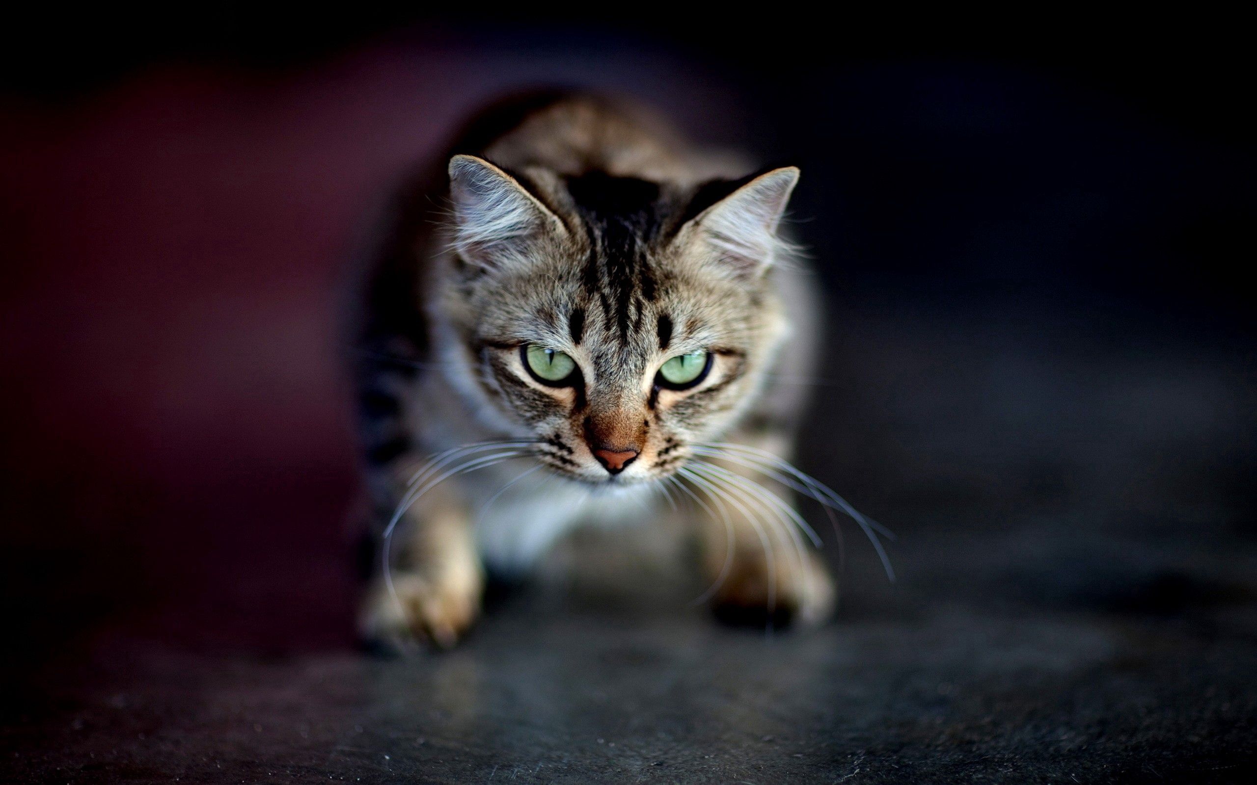 eyes, shadow, cat, muzzle collection of HD images